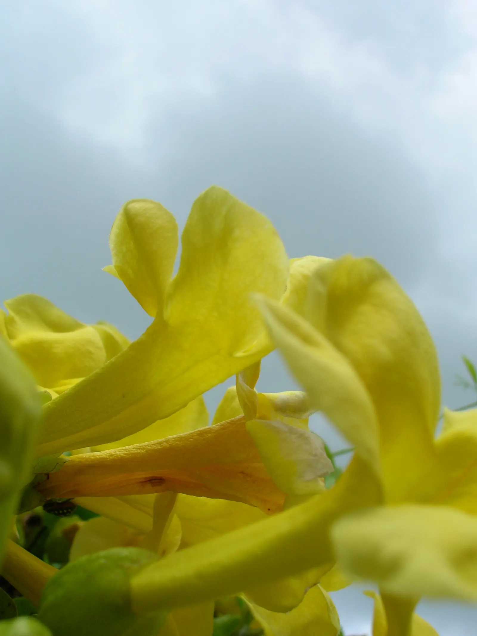 Cat's Claw, Yellow Trumpet Vine (Macfadyena Unguis-Cati) — Hardy in USDA zones 8 to 11