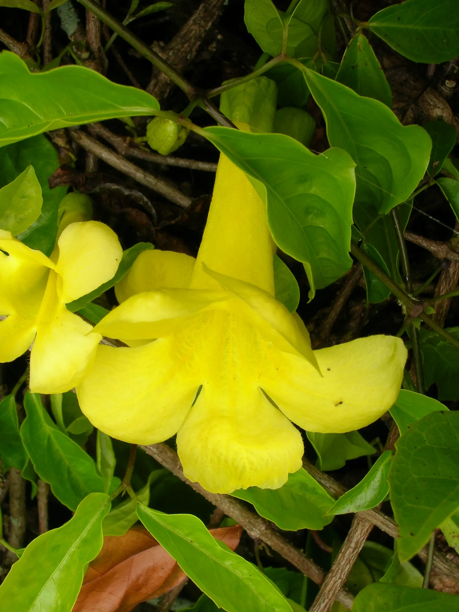 Cat's Claw, Yellow Trumpet Vine (Macfadyena Unguis-Cati) — making it an excellent choice for covering arbors