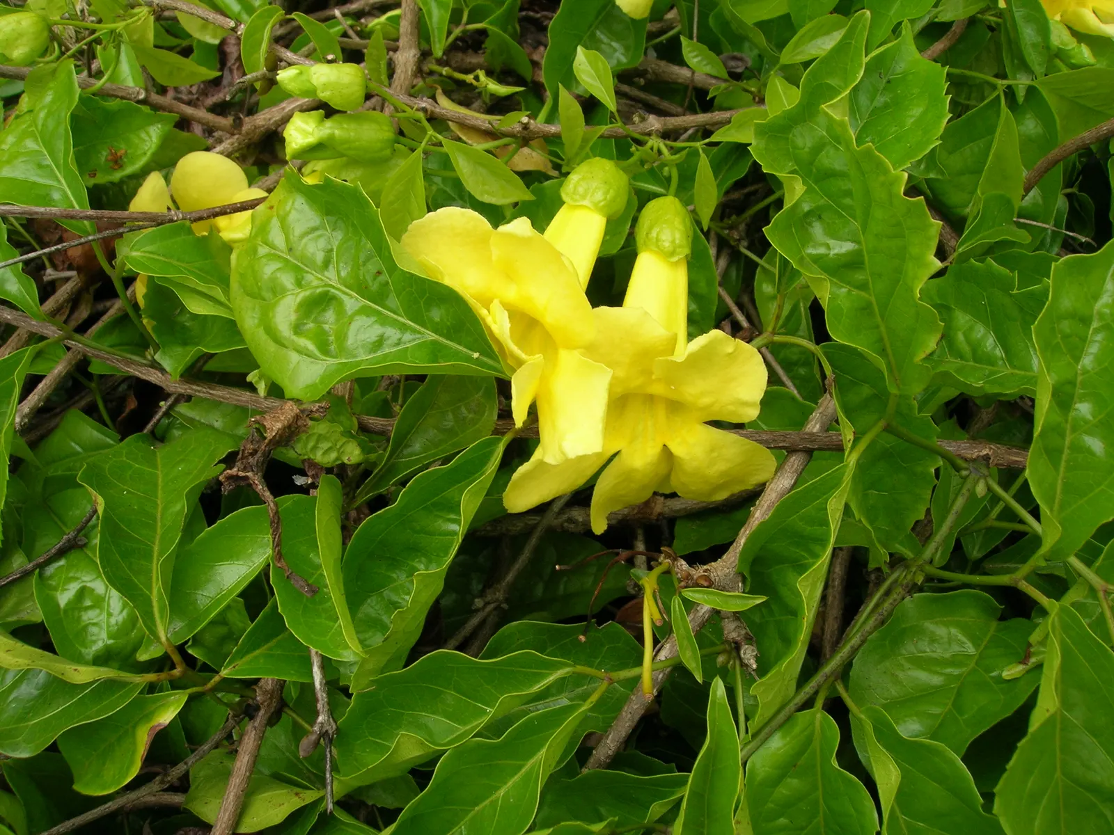 Cat's Claw, Yellow Trumpet Vine (Macfadyena Unguis-Cati) — making it an excellent choice for covering arbors; vine with yellow blooms