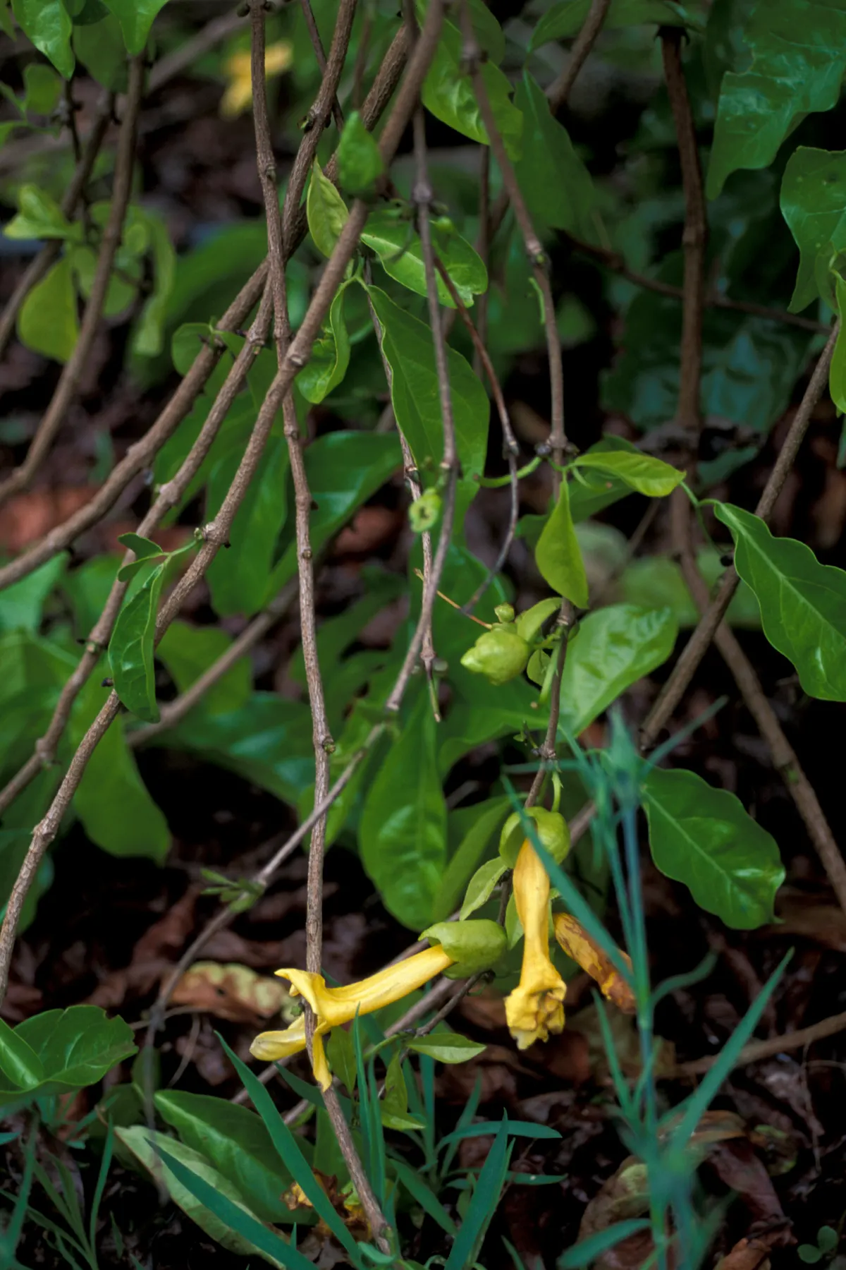 Cat's Claw, Yellow Trumpet Vine (Macfadyena Unguis-Cati) — vine with yellow blooms