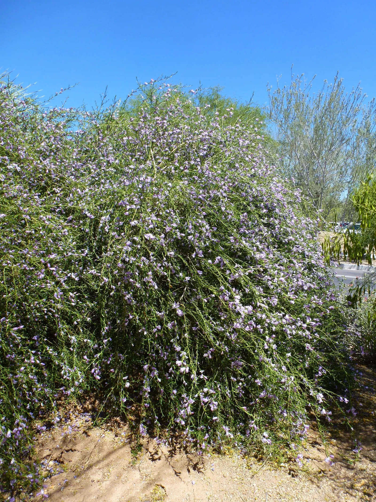 Summertime Blue Eremophila‚Ñ¢ (Eremophila Hyg. 'Summertime Blue') — Summertime Blue Eremophila‚Ñ¢ (Eremophila hyg