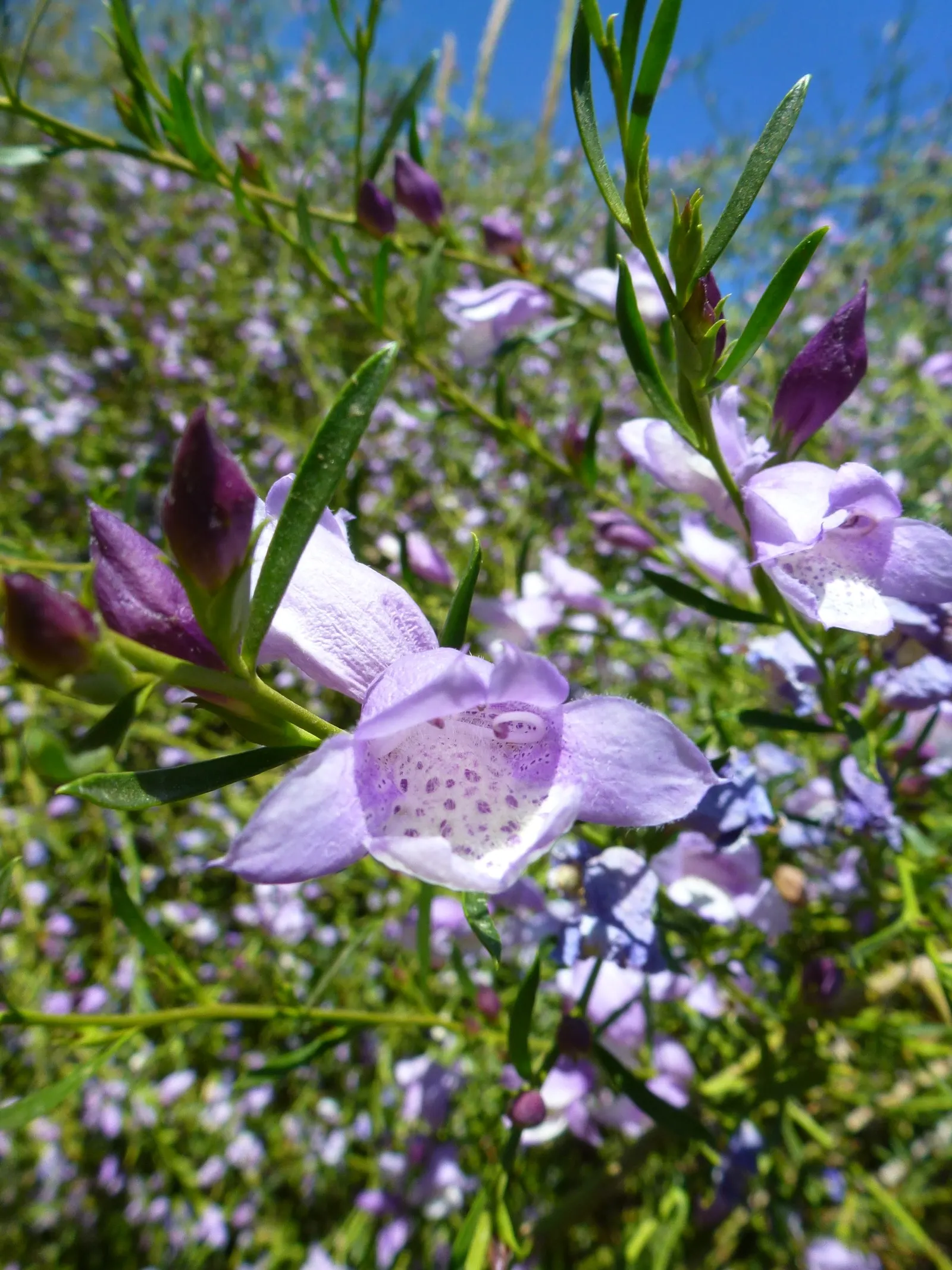Summertime Blue Eremophila‚Ñ¢ (Eremophila Hyg. 'Summertime Blue') — 'Summertime Blue') is a vibrant, low-maintenance shrub reaching 3-4 feet tall and wide