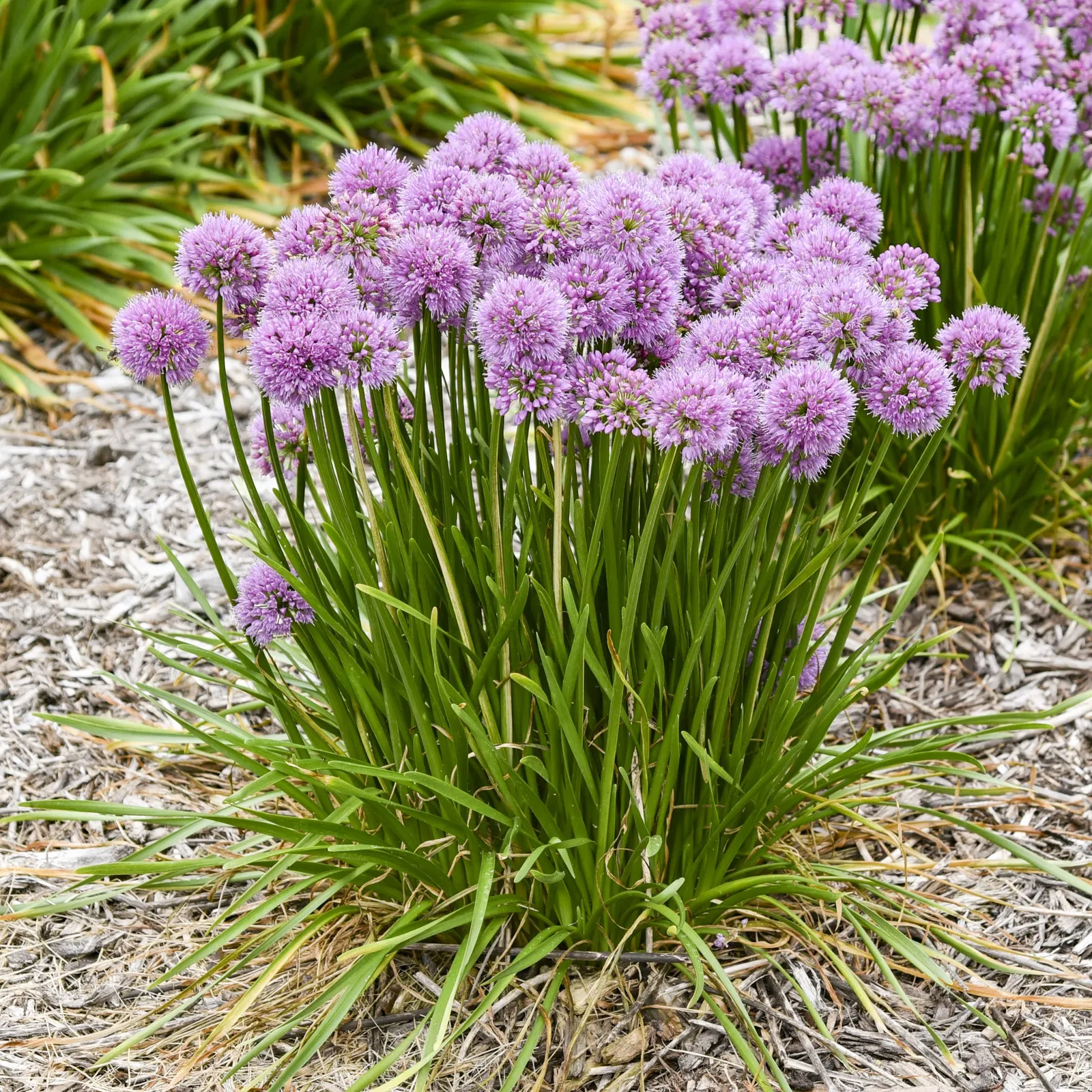 'All the Buzz' Ornamental Onion (Allium hybrid) — All the Buzz Ornamental Onion