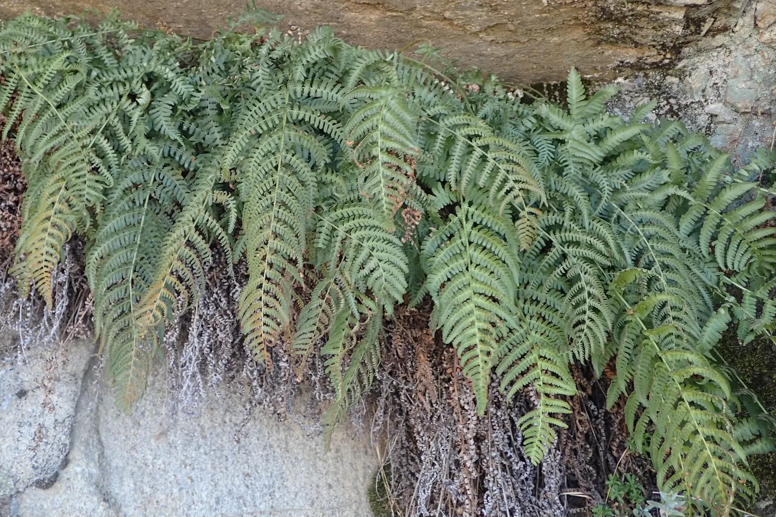 Coastal Wood Fern (Dryopteris arguta) — this fern thrives in USDA zones 7 through 10 and brings lush