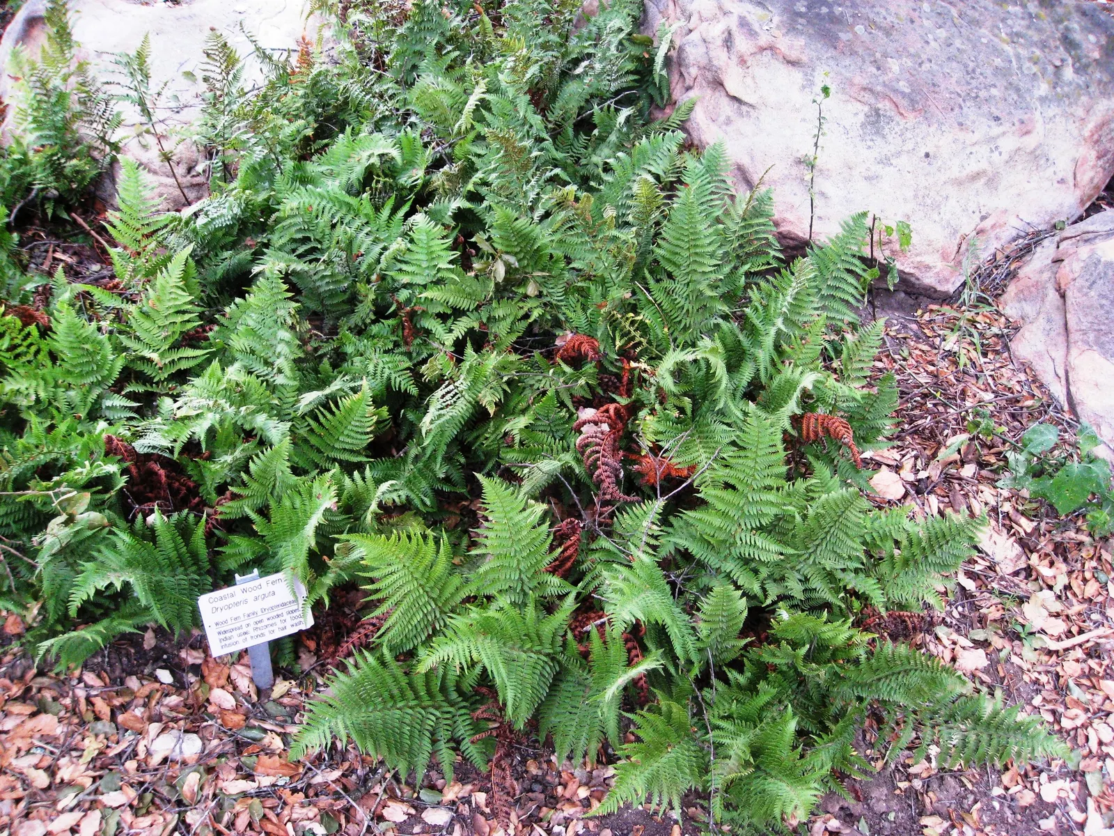 Coastal Wood Fern (Dryopteris arguta) — Tolerant of coastal conditions, it is ideal for incorporating resilience and elegance into landscape designs