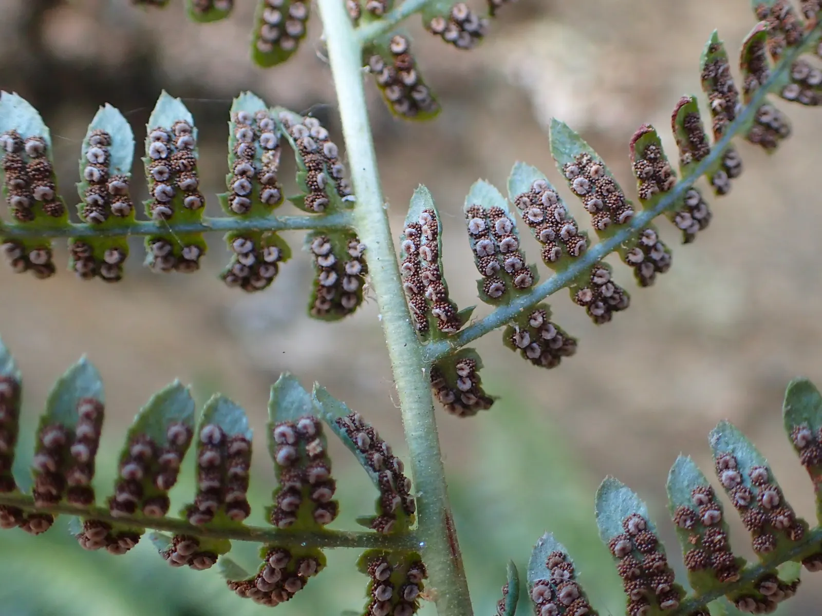 Coastal Wood Fern (Dryopteris arguta) — native fern that plays an integral role in the tapestry of shaded to partially shaded garden landscapes