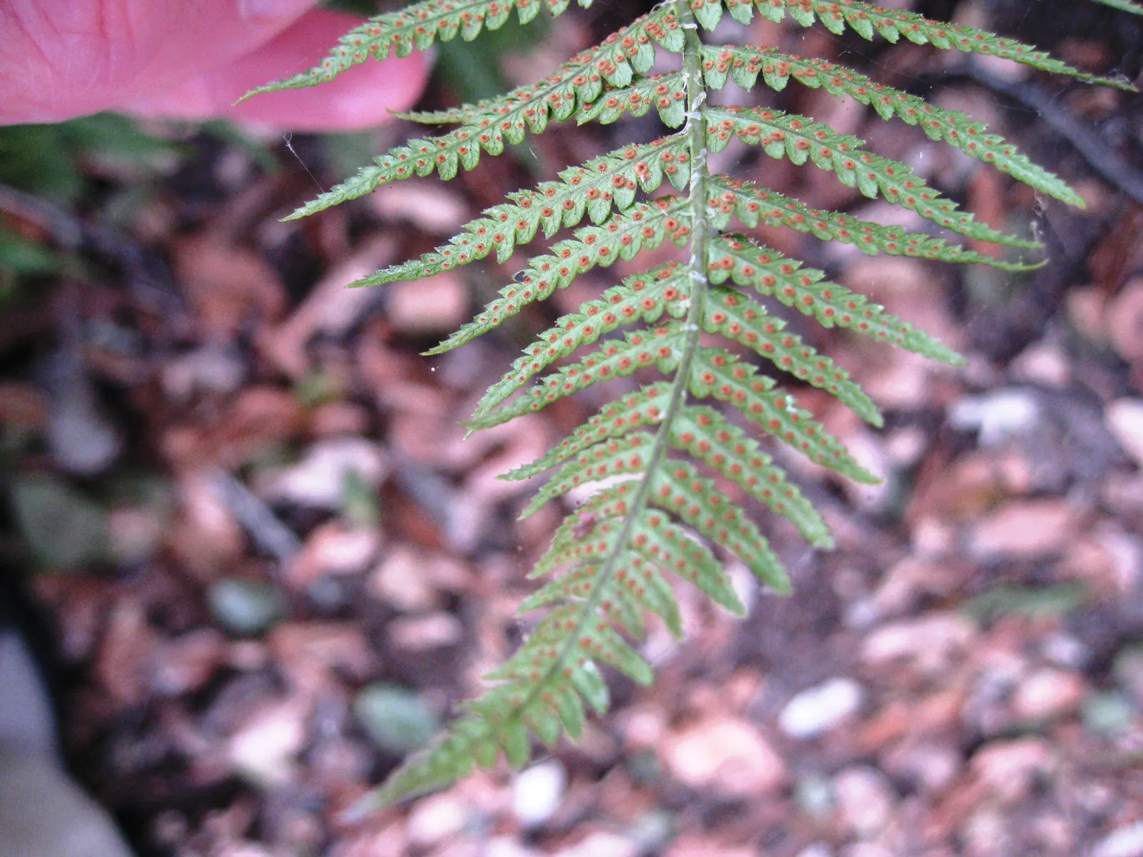 Coastal Wood Fern (Dryopteris arguta) — feathery texture to the garden year-round.<br><br>Dryopteris arguta can achieve a height of about 2 to 3 feet
