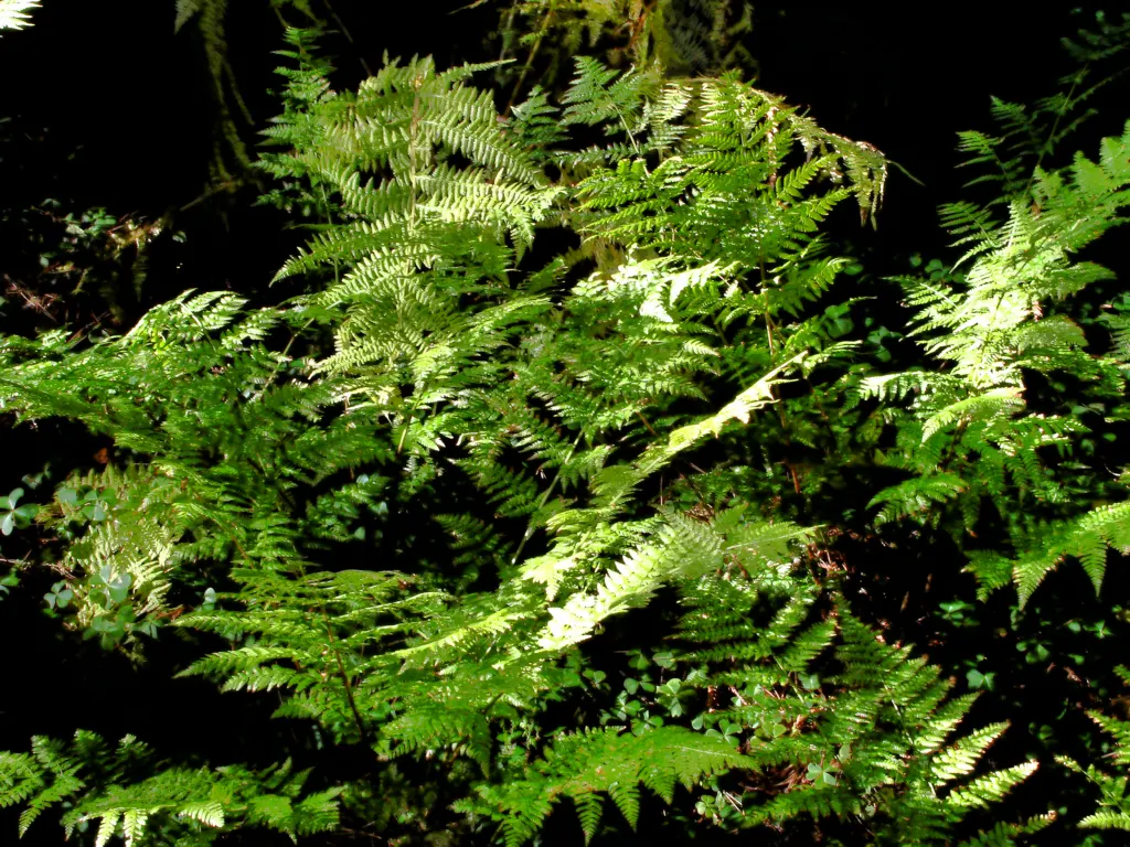 Coastal Wood Fern (Dryopteris arguta) — scientifically termed Dryopteris arguta