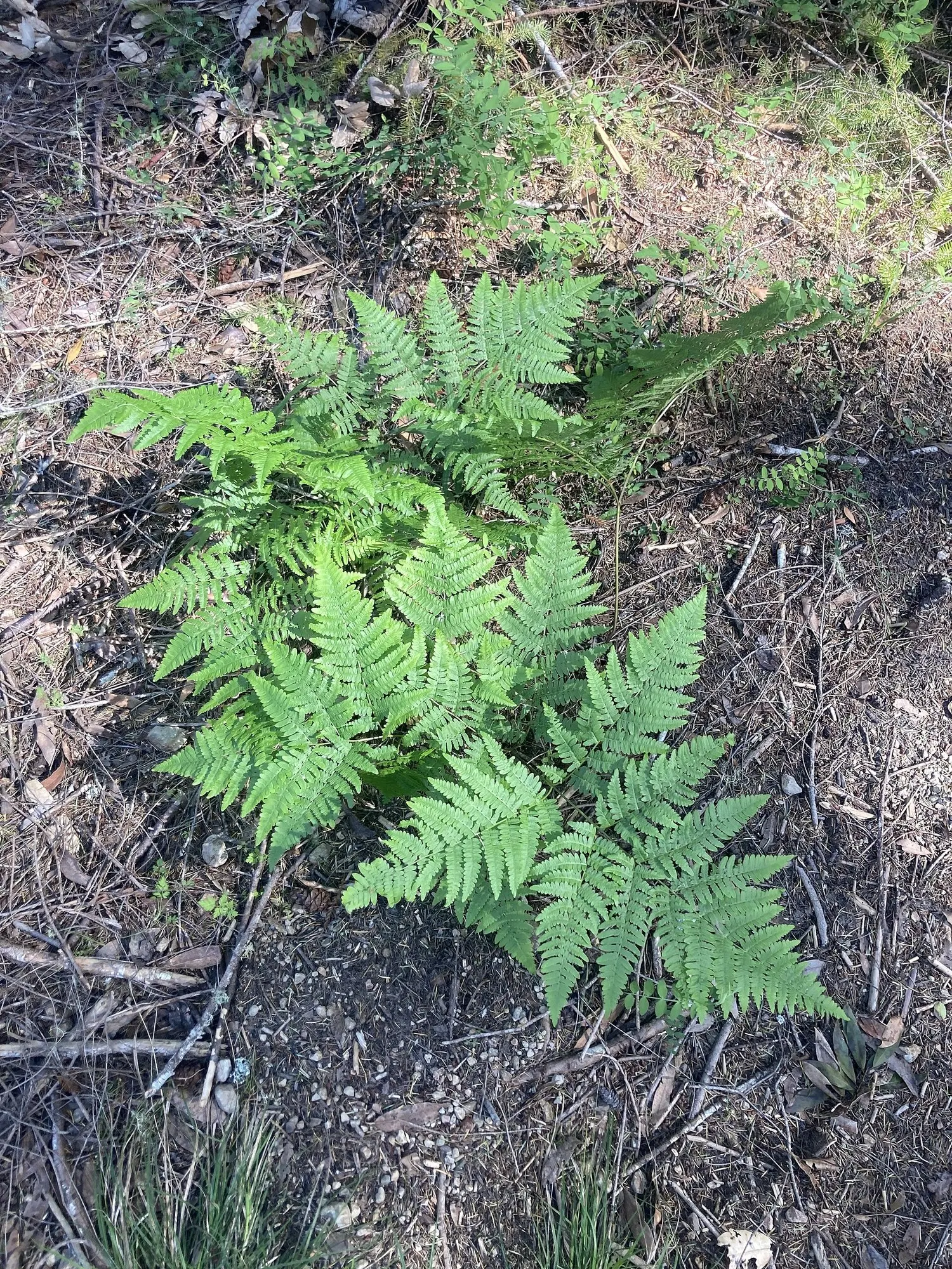 Coastal Wood Fern (Dryopteris arguta) — consider grouping Coastal Wood Ferns for a dramatic effect