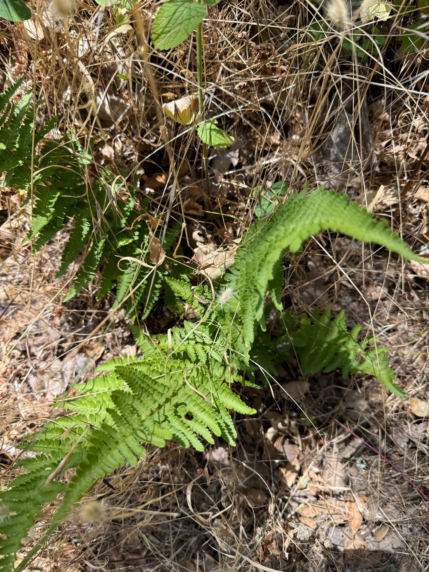 Coastal Wood Fern (Dryopteris arguta) — and prefers well-drained soil rich in organic matter