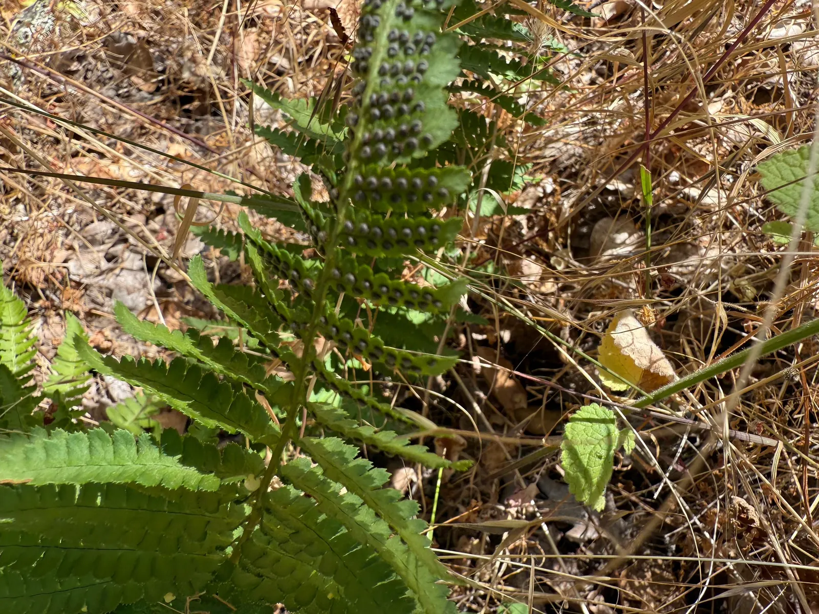 Coastal Wood Fern (Dryopteris arguta) — or intersperse them among other shade-loving perennials for varied texture and form