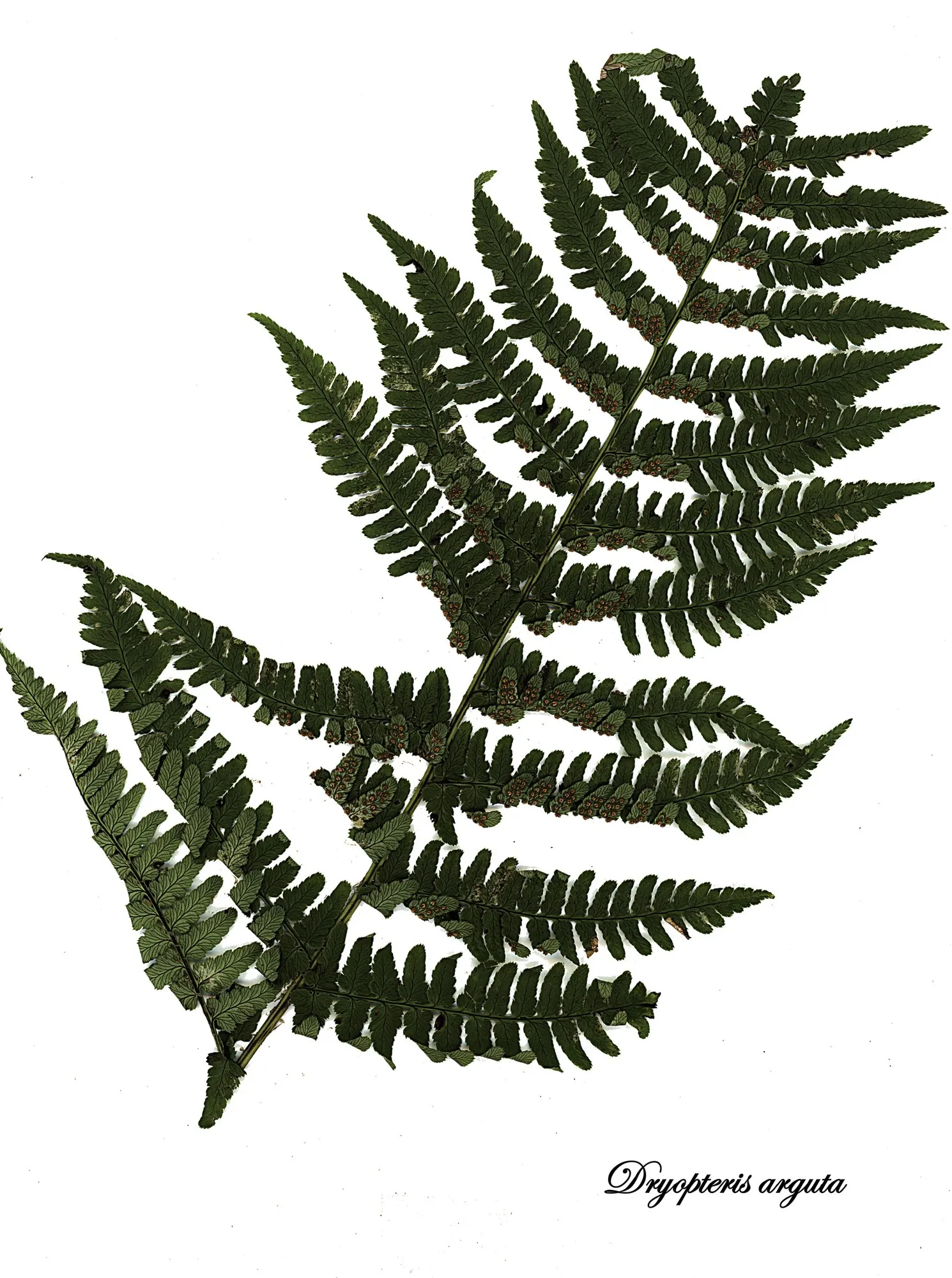 Coastal Wood Fern (Dryopteris arguta) — though consistent moisture will promote its most luxuriant growth