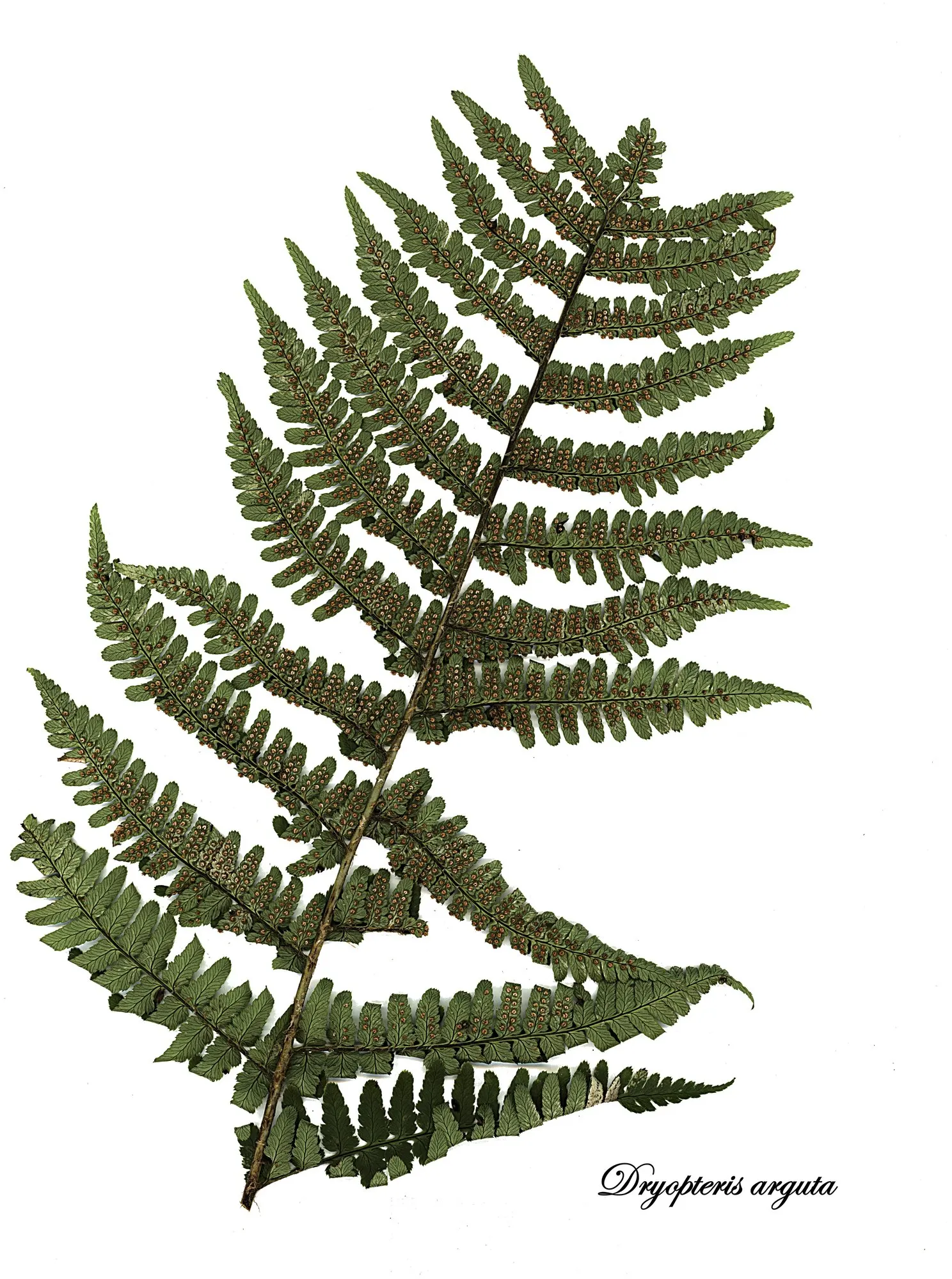 Coastal Wood Fern (Dryopteris arguta) — It exhibits a natural resilience to drought once established