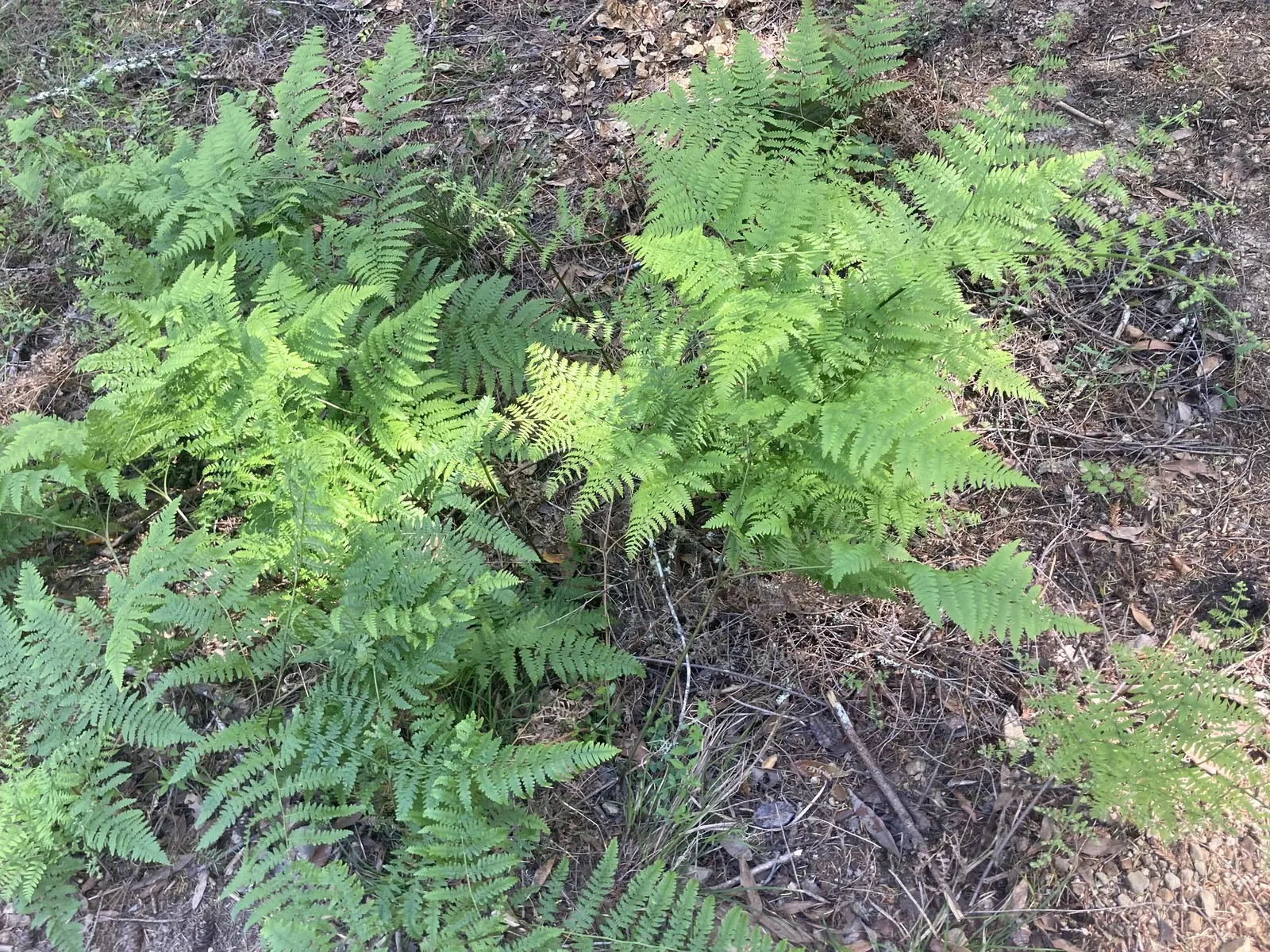 Coastal Wood Fern (Dryopteris arguta) — Given its non-invasive nature