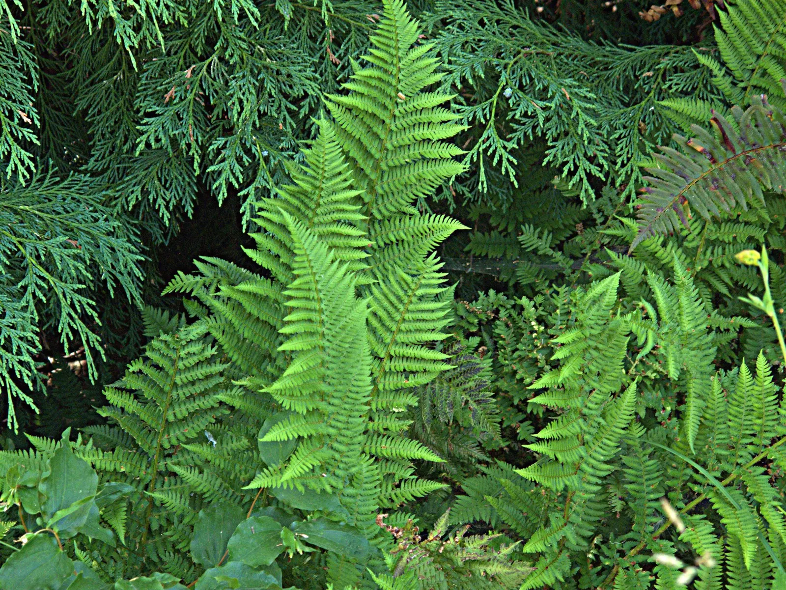 Coastal Wood Fern (Dryopteris arguta) — deep green color that provides a striking contrast against lighter-hued plants or mulch