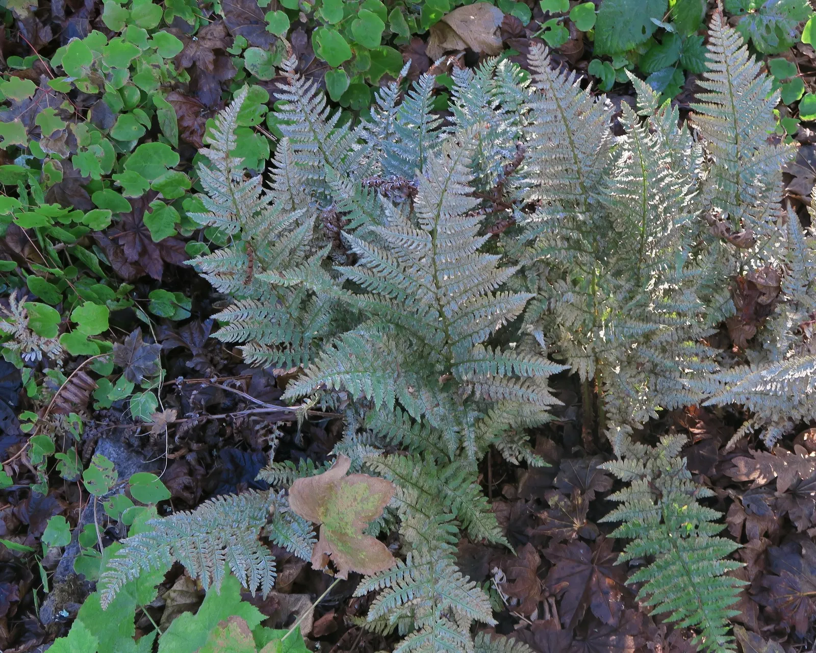 Coastal Wood Fern (Dryopteris arguta) — This fern enjoys dappled sunlight to full shade
