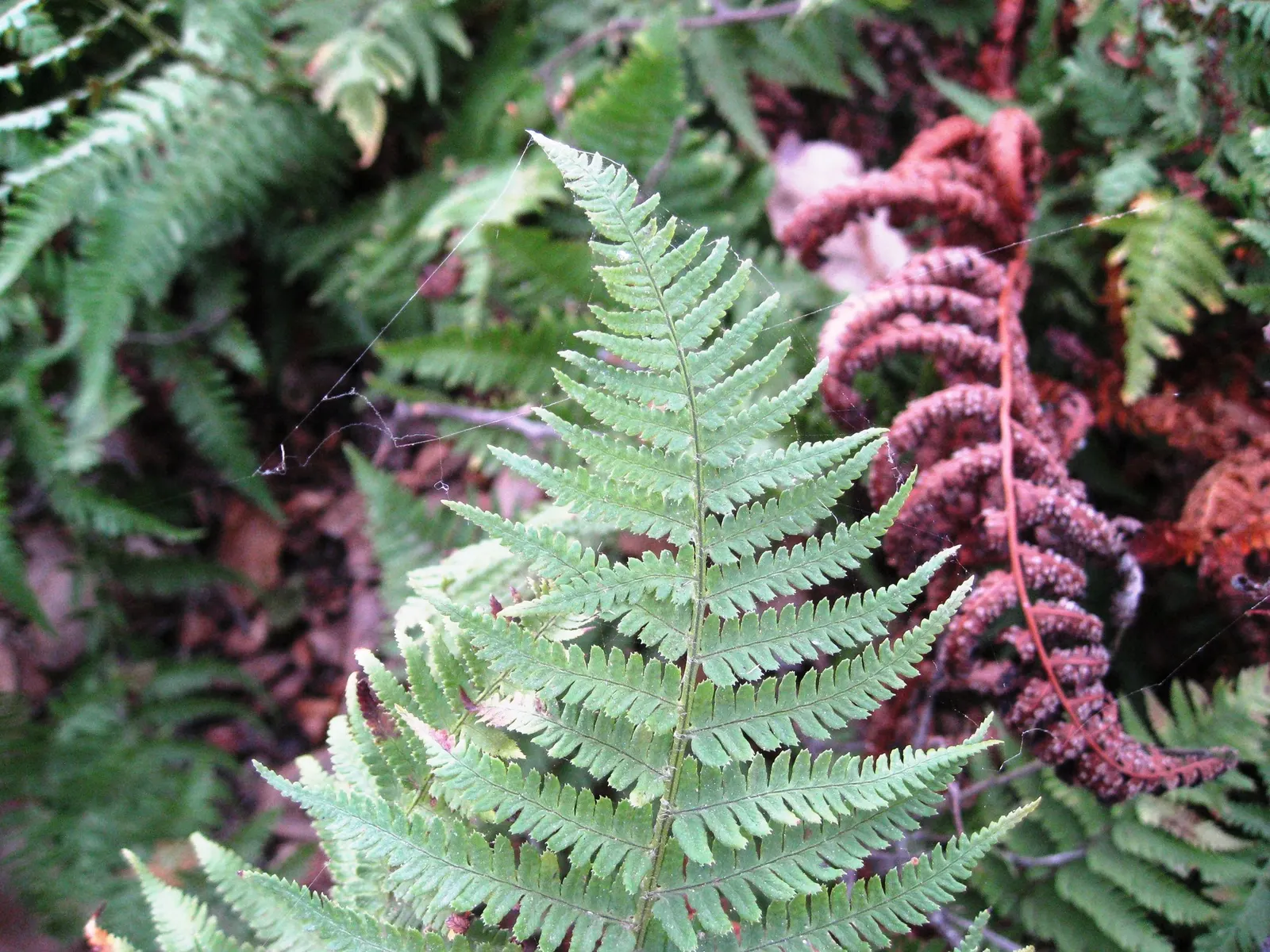 Coastal Wood Fern (Dryopteris arguta) — providing flexibility in design and placement within the client's garden