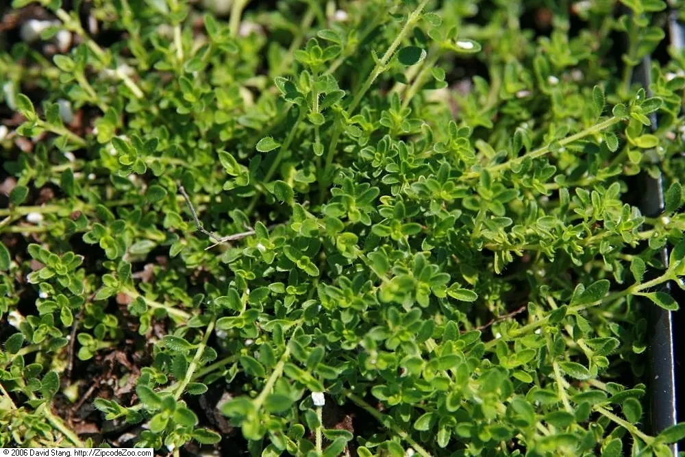 Mother-Of-Thyme, Creeping Thyme (Thymus Praecox Arcticus) — It reaches up to 3 inches tall, with a spread up to 18 inches, exuding a pleasant scent when