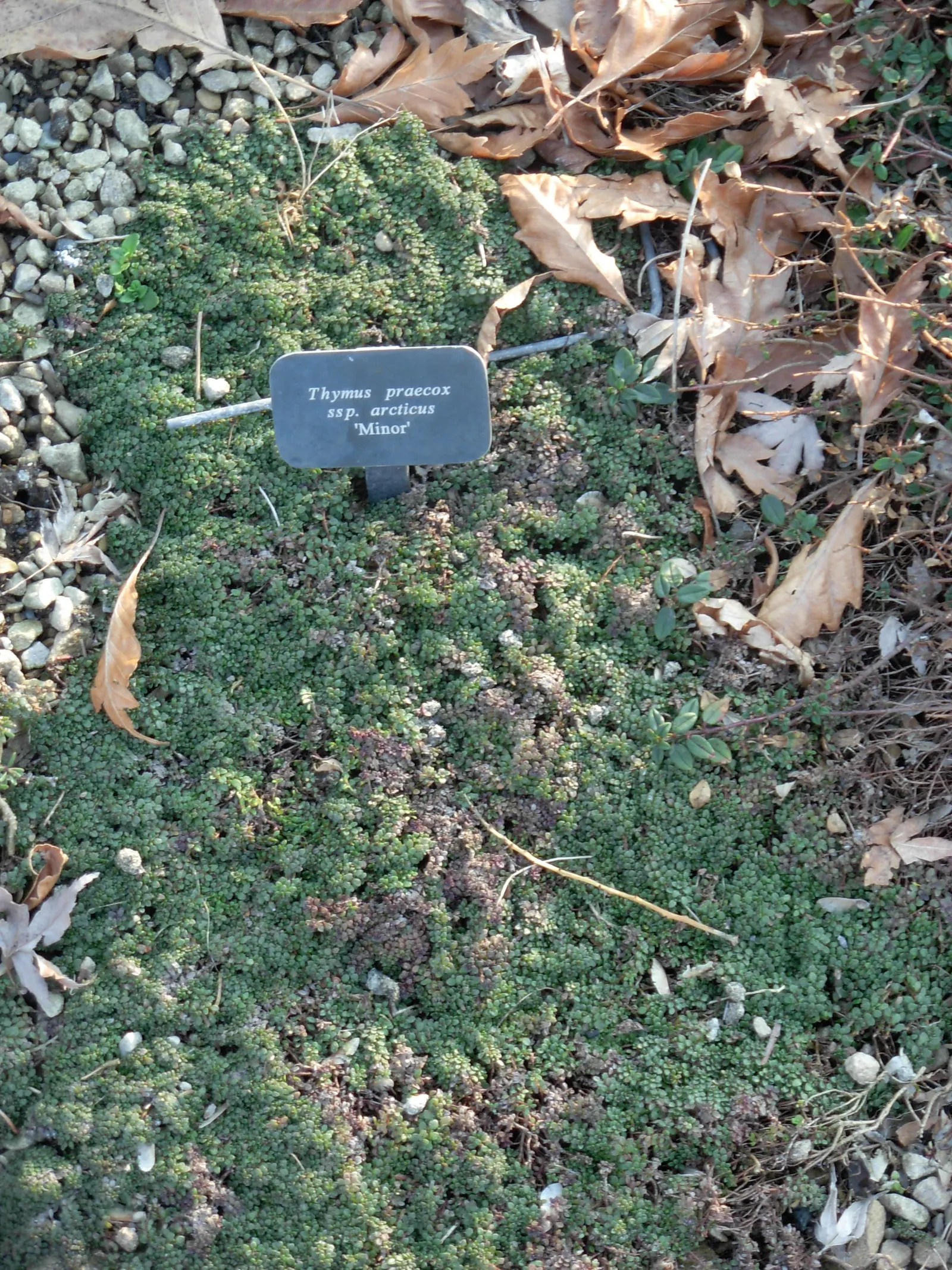 Mother-Of-Thyme, Creeping Thyme (Thymus Praecox Arcticus) — Its tiny, oval leaves and vibrant purple flowers thrive in full sun