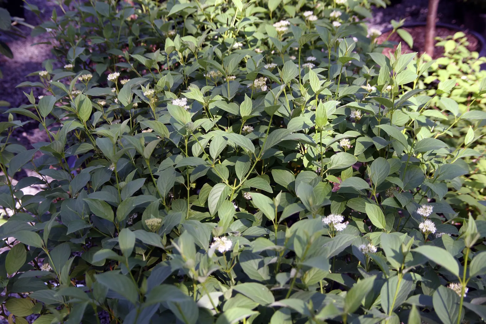 Bud's Yellow Dogwood (Cornus Alba 'Bud's Yellow') — and flourishes in USDA zones 2-7