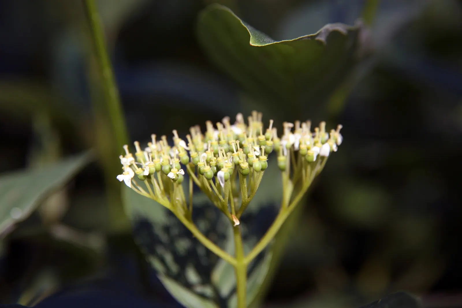 Bud's Yellow Dogwood (Cornus Alba 'Bud's Yellow') — appreciates well-drained soils