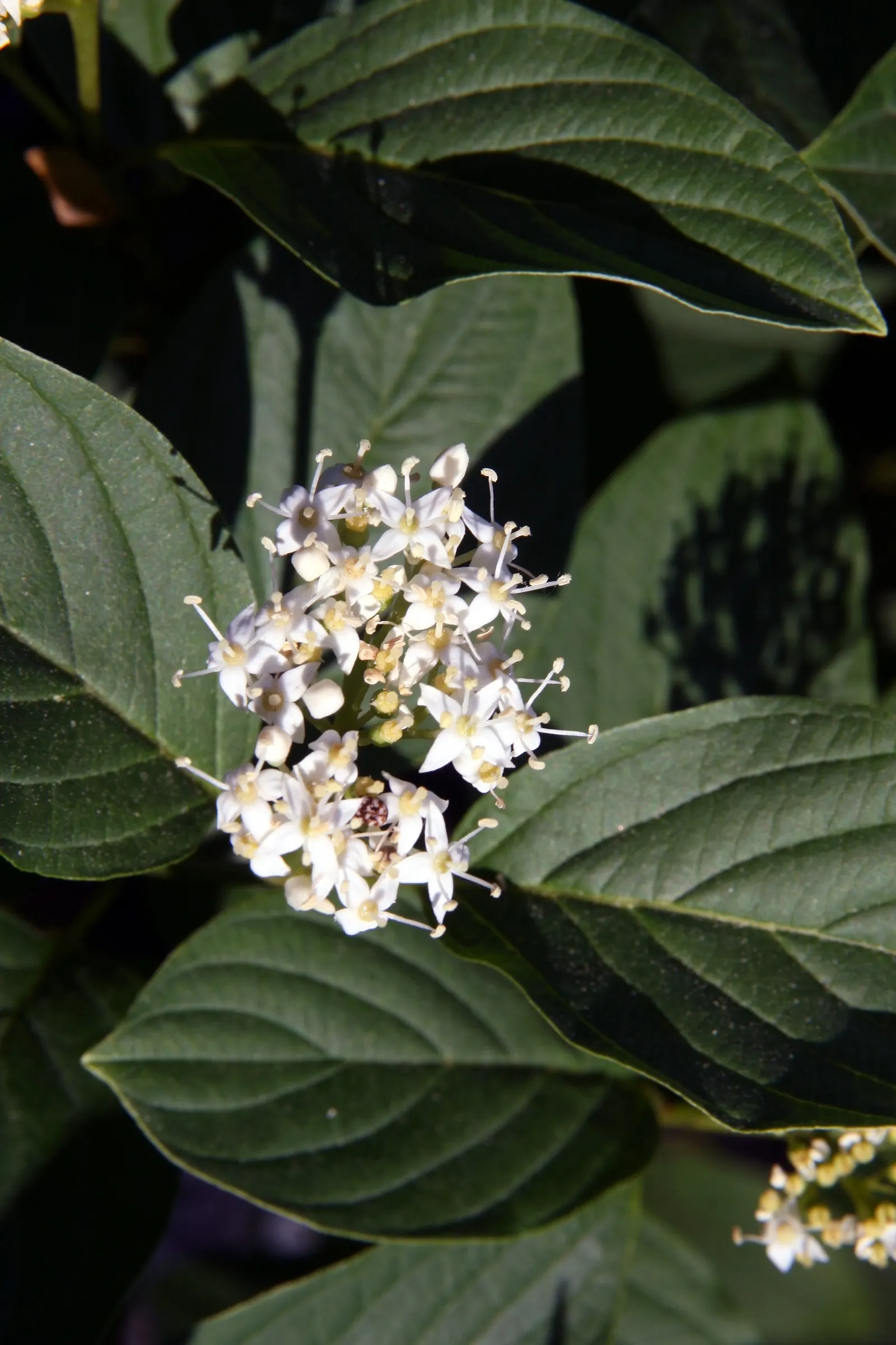Bud's Yellow Dogwood (Cornus Alba 'Bud's Yellow') — This deciduous beauty requires full sun to partial shade