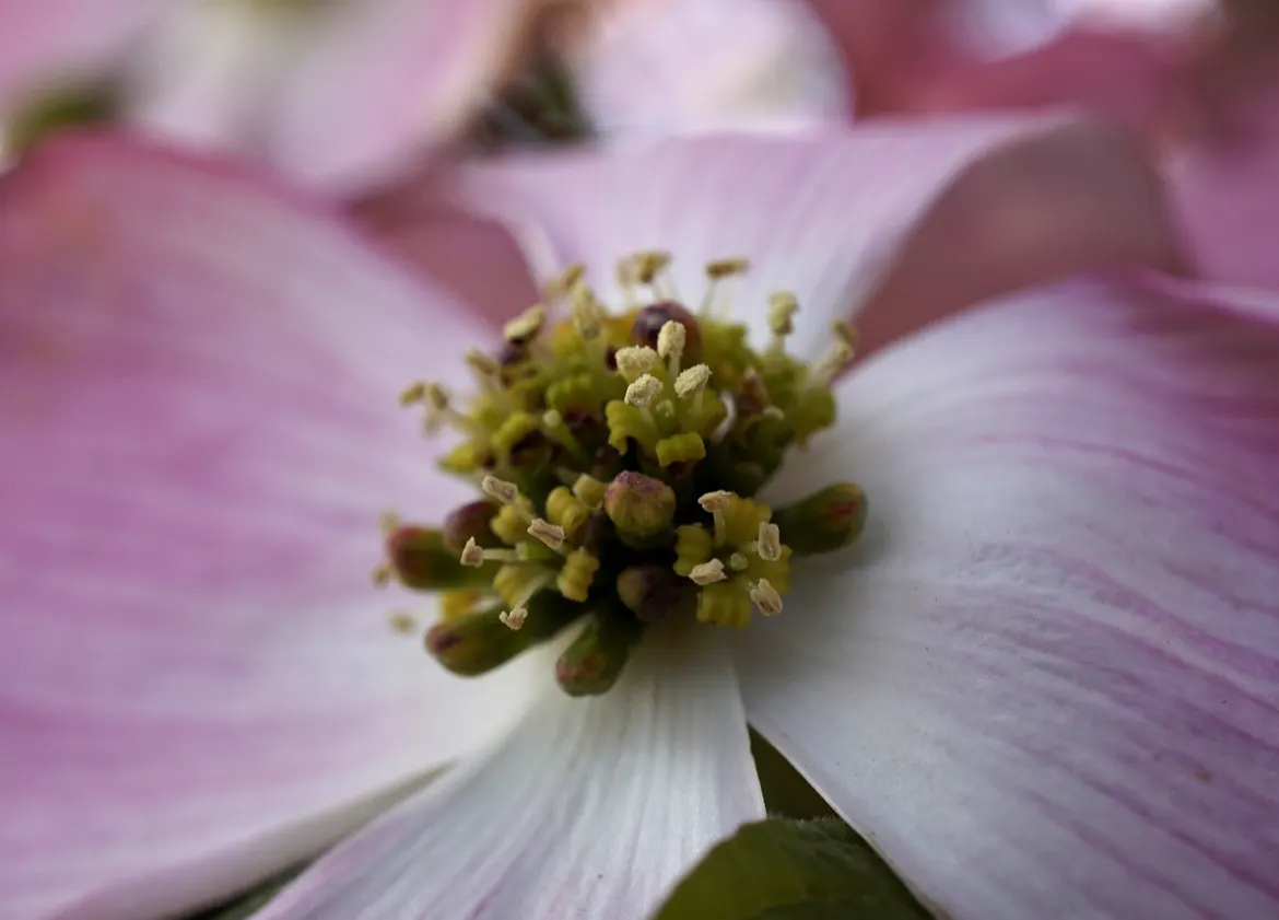 Bud's Yellow Dogwood (Cornus Alba 'Bud's Yellow') — Known for its adaptable nature