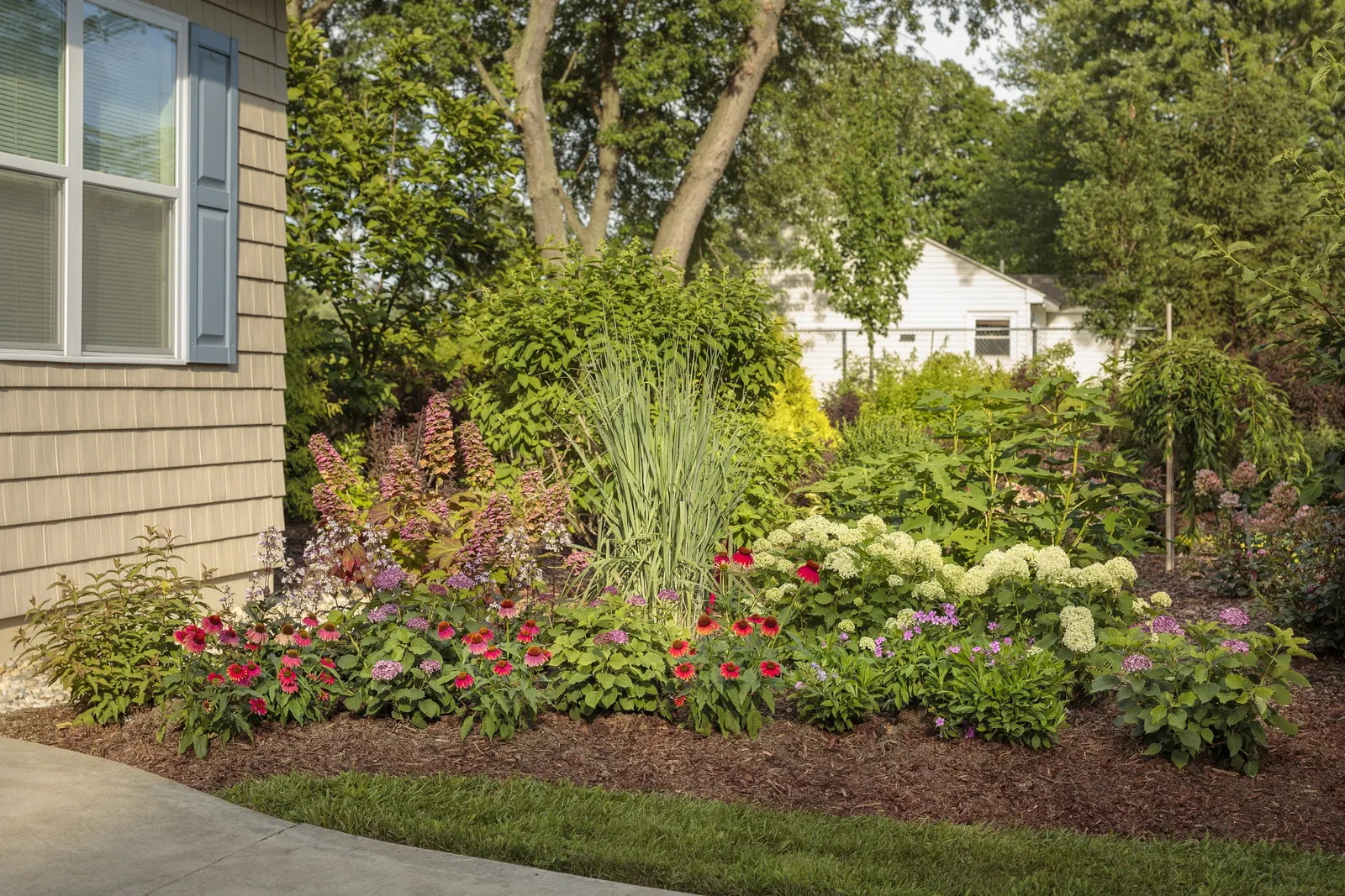 Gatsby Pink® Oakleaf hydrangea (Hydrangea quercifolia) — commonly referred to as Gatsby Pink® Oakleaf hydrangea
