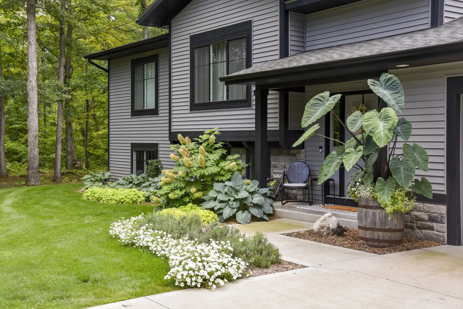 Gatsby Pink® Oakleaf hydrangea (Hydrangea quercifolia) — layered presence that makes oakleaf hydrangeas so valuable in designed landscapes