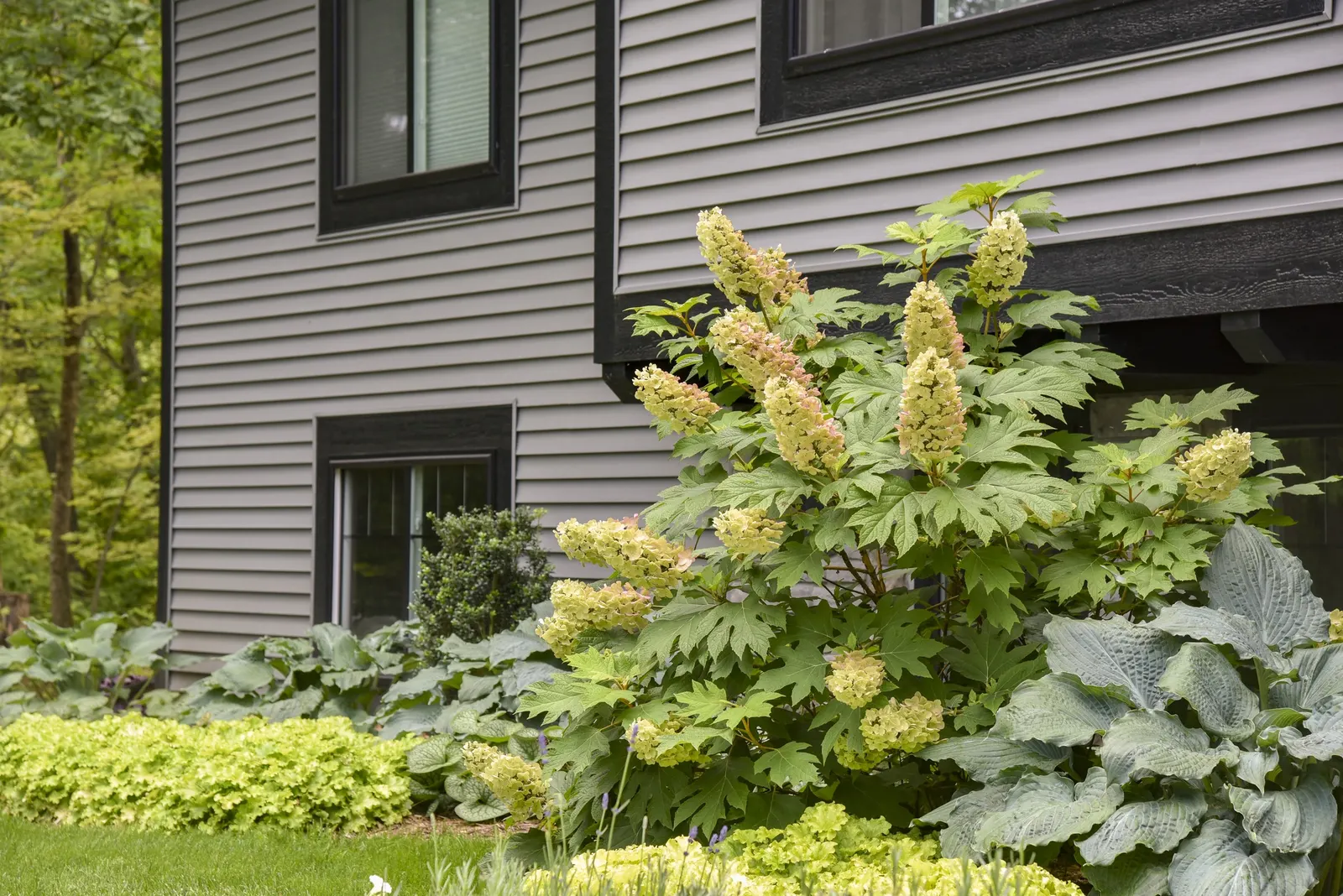 Gatsby Pink® Oakleaf hydrangea (Hydrangea quercifolia) — Part of the Proven Winners® collection