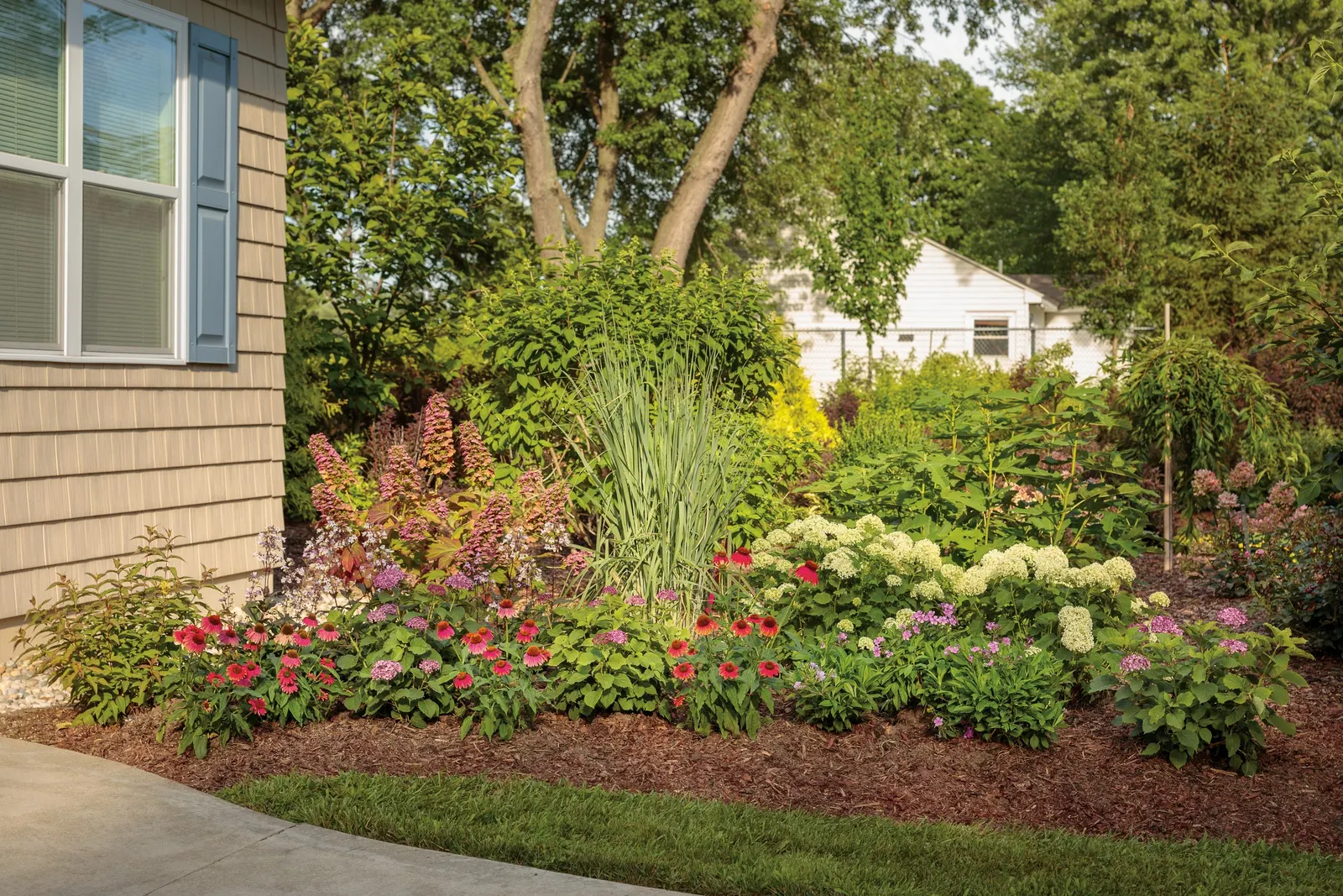 Gatsby Pink® Oakleaf hydrangea (Hydrangea quercifolia) — Prune after flowering, as it blooms on old wood