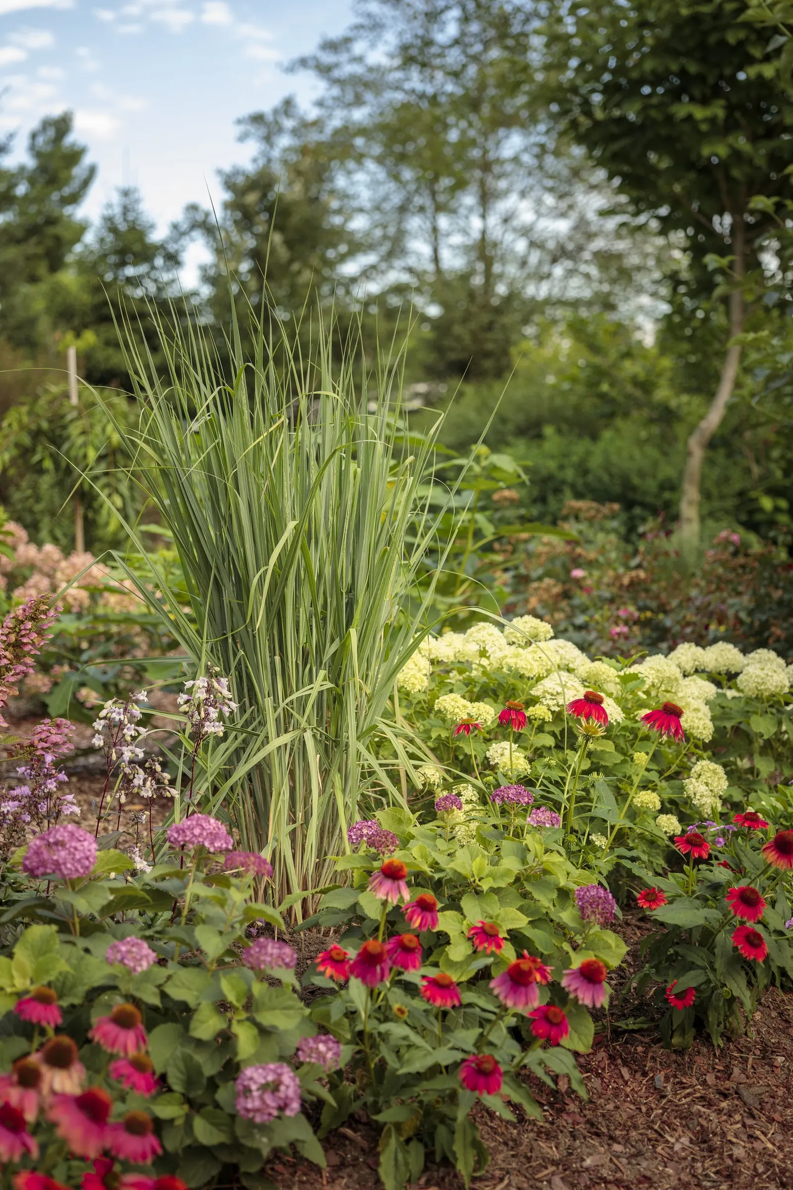 Gatsby Pink® Oakleaf hydrangea (Hydrangea quercifolia) — Grow it in sun to part sun, in moist, well-drained soil with average water