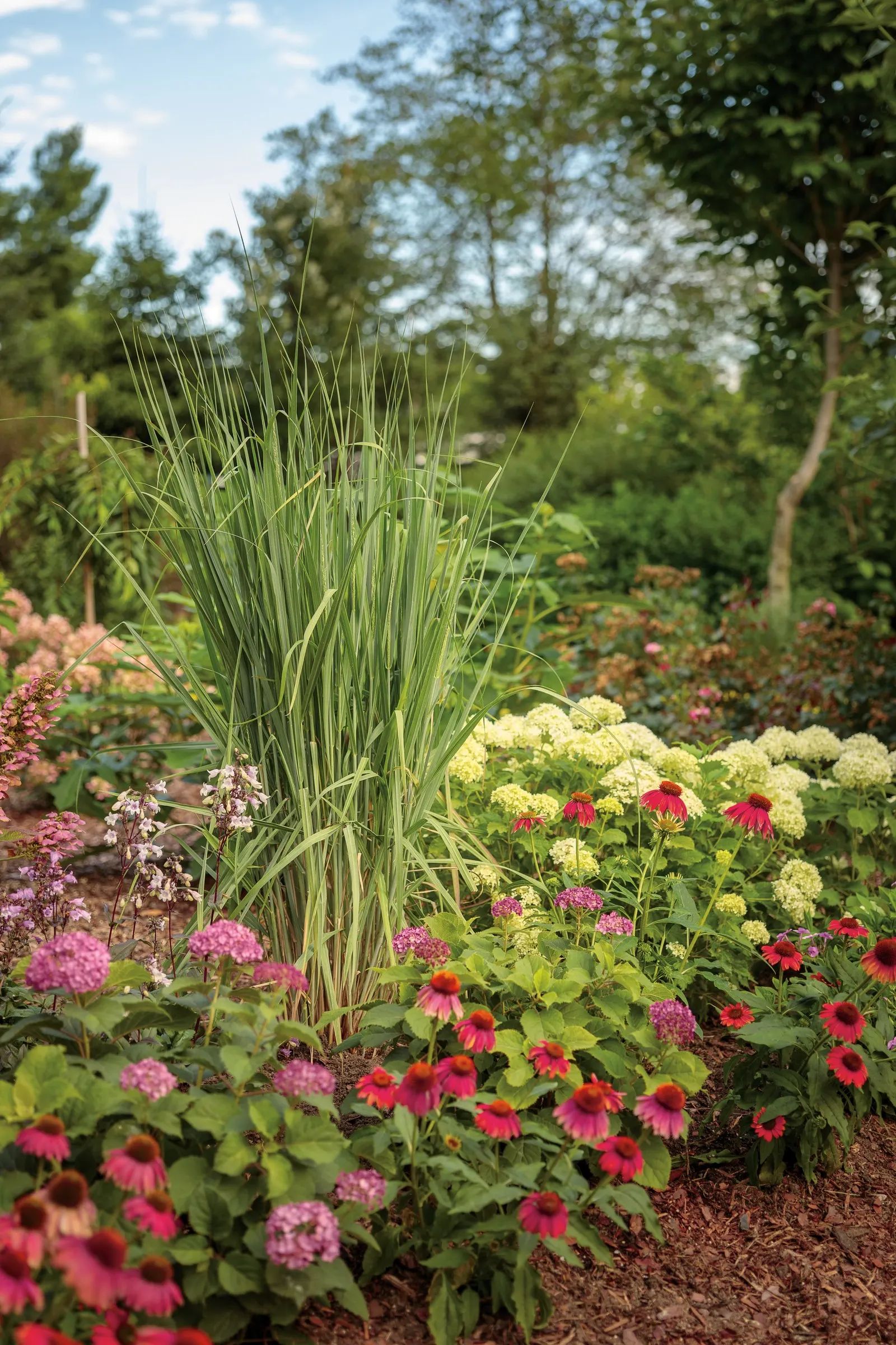 Gatsby Pink® Oakleaf hydrangea (Hydrangea quercifolia) — is a mounded deciduous shrub with the generous