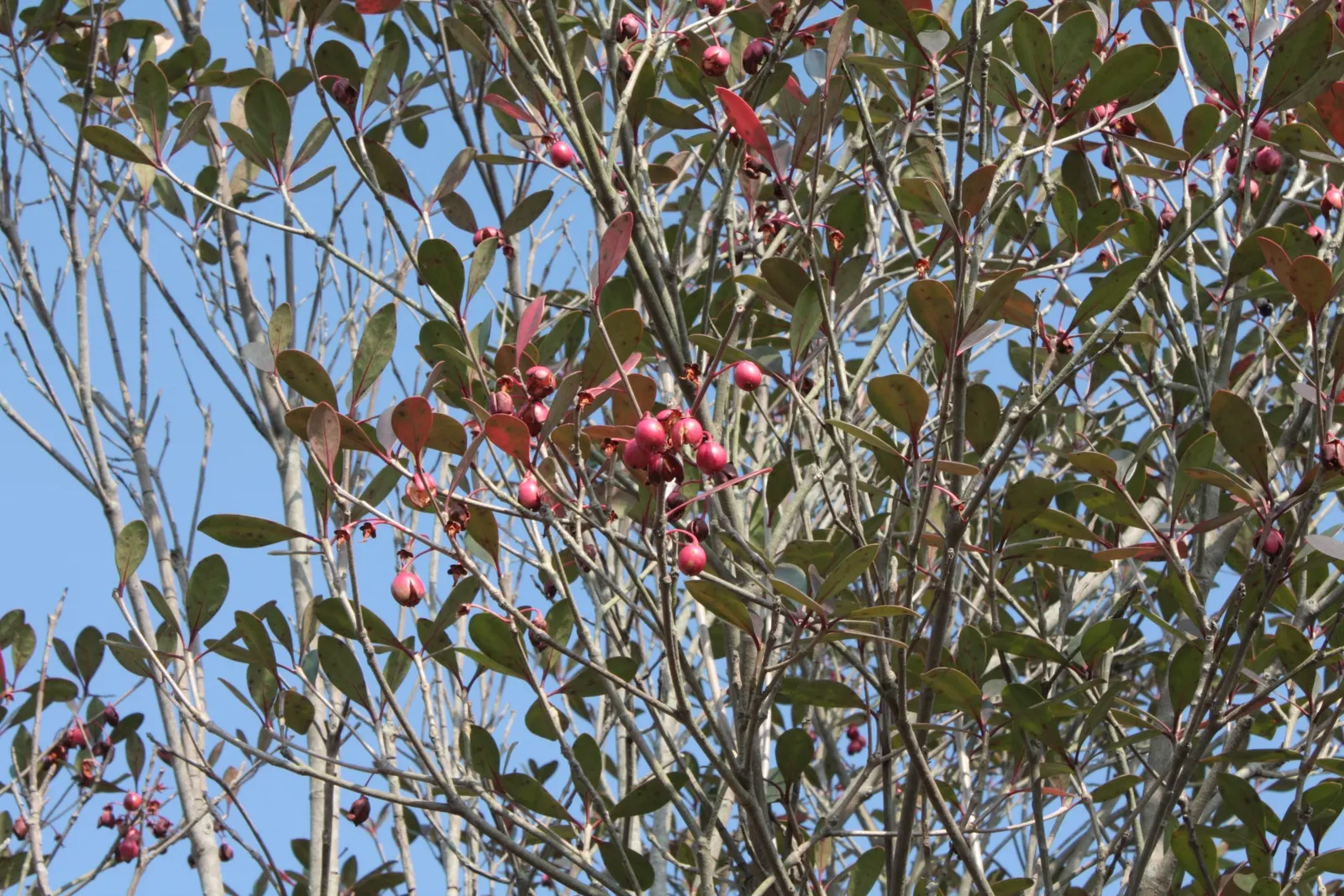 Japanese Cleyera (Ternstroemia Gymnanthera) — Tiny, fragrant white flowers bloom in late spring, often unnoticed beneath the foliage; moderate watering needs