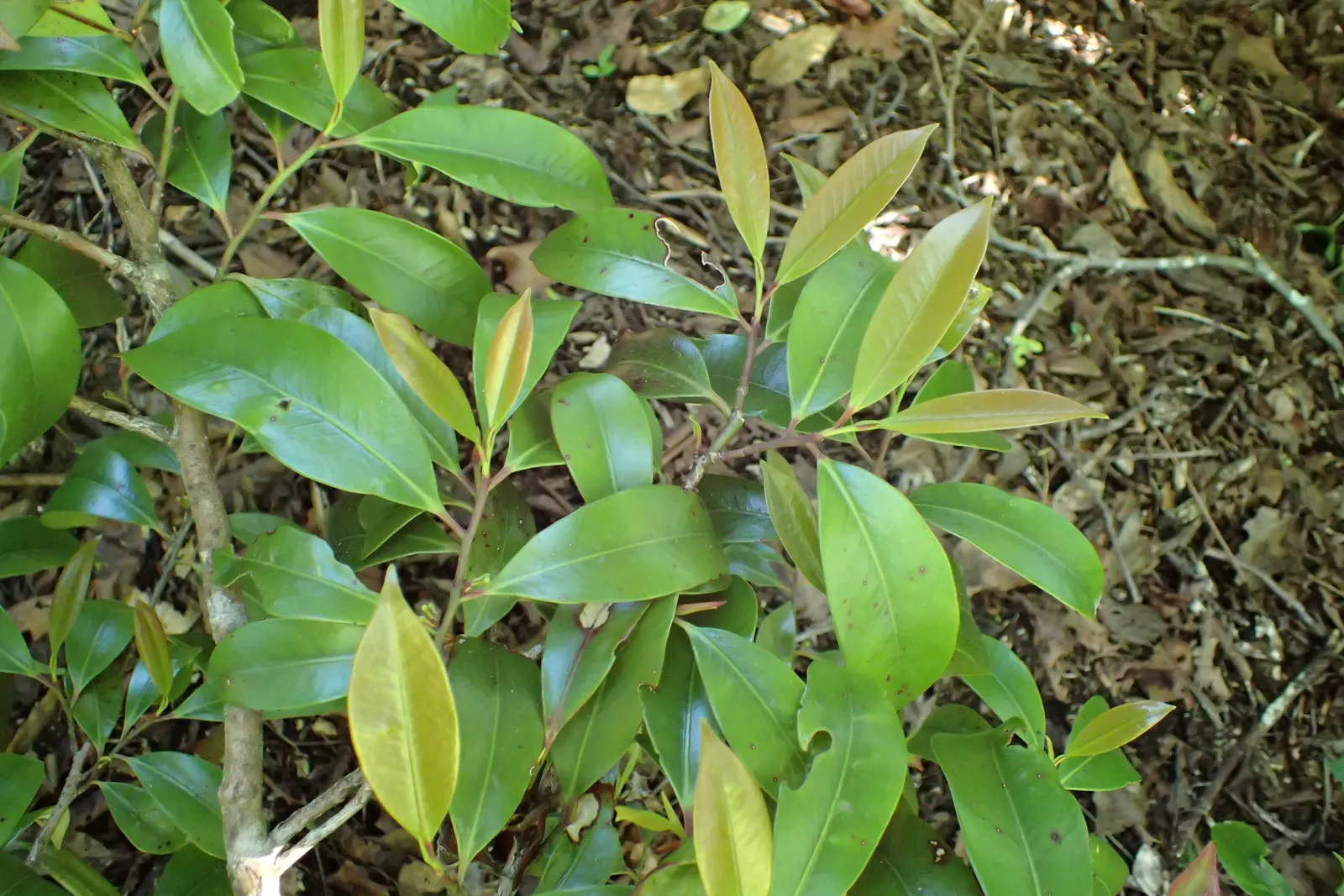 Japanese Cleyera (Ternstroemia Gymnanthera) — scientifically called Ternstroemia gymnanthera