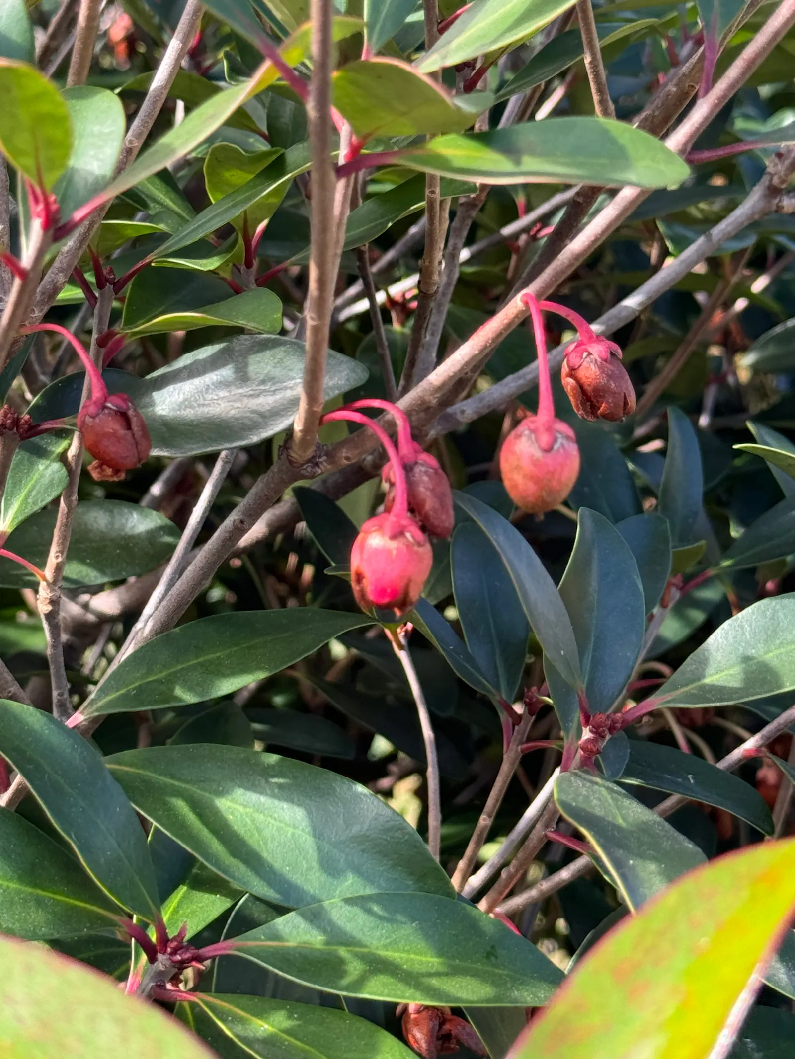 Japanese Cleyera (Ternstroemia Gymnanthera) — it prefers partial shade to full sun and requires minimal maintenance once established; is a versatile and