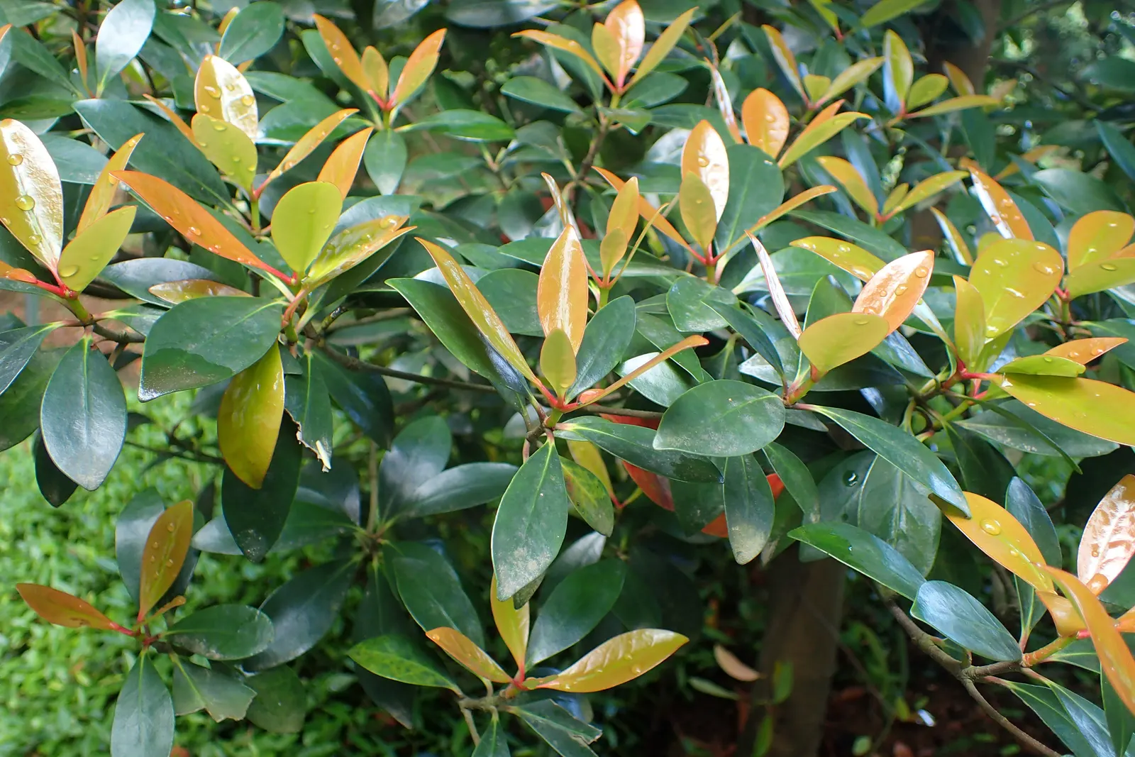 Japanese Cleyera (Ternstroemia Gymnanthera) — moderate-to-dense growth habit