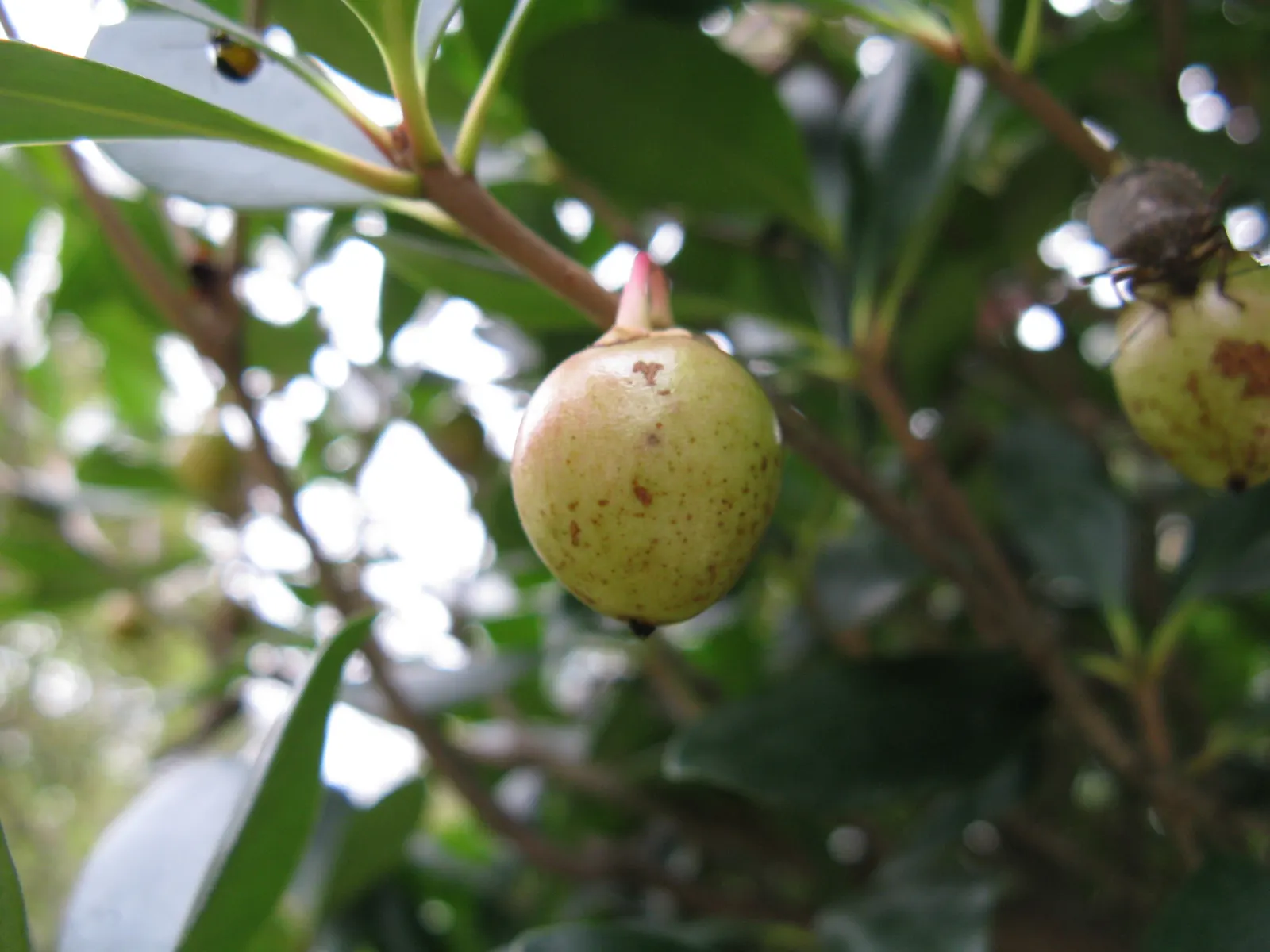 Japanese Cleyera (Ternstroemia Gymnanthera) — It prefers well-drained, acidic to neutral soil, with a pH range from 5.5 to 7.5