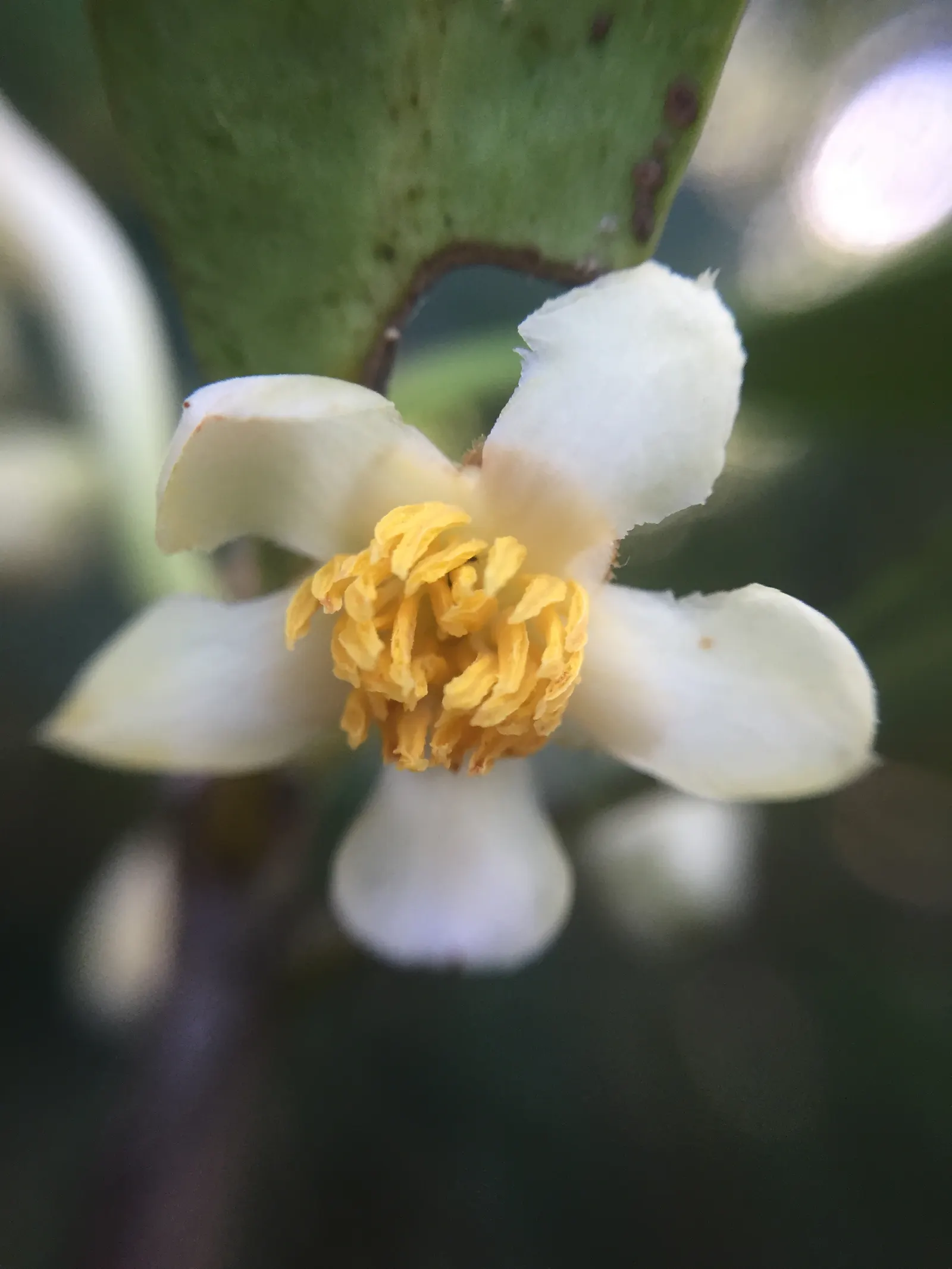 Japanese Cleyera (Ternstroemia Gymnanthera) — with a comparable spread of 6 to 8 feet; japanese Cleyera boasts a slow to moderate growth rate