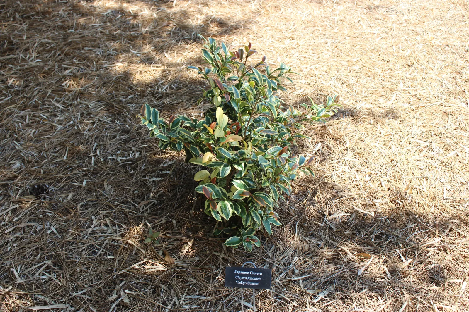 Japanese Cleyera (Ternstroemia Gymnanthera) — Japanese Cleyera boasts a slow to moderate growth rate; it prefers partial shade to full sun and requires minimal