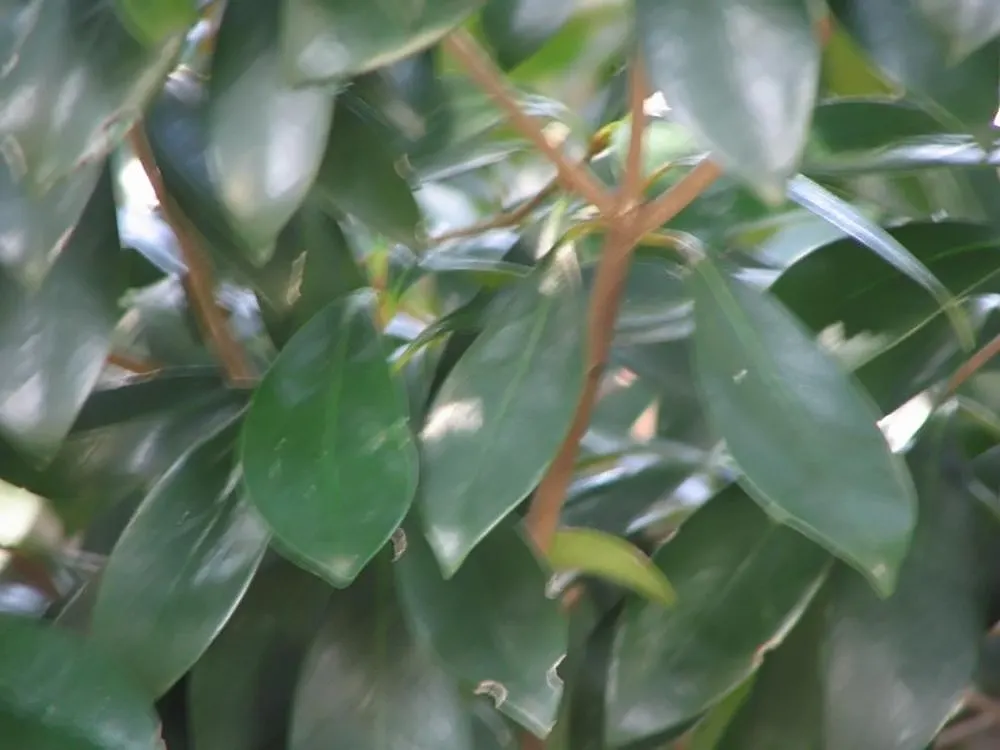 Japanese Cleyera (Ternstroemia Gymnanthera) — Moderate watering needs make it suitable for a variety of landscape settings