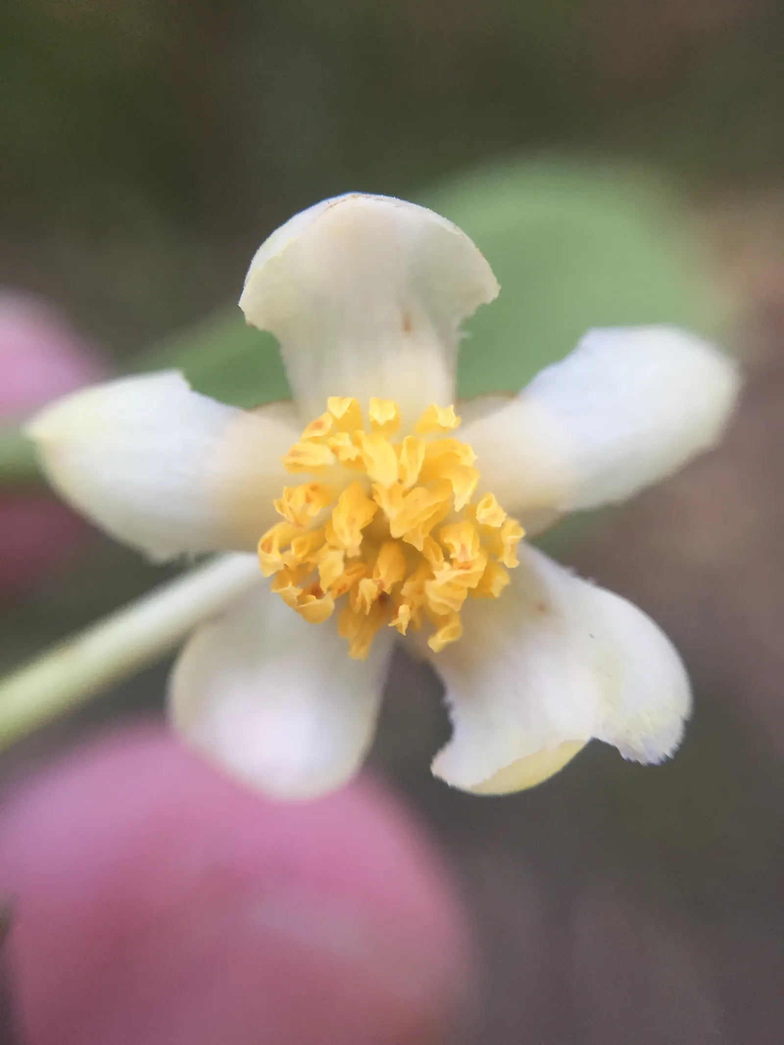 Japanese Cleyera (Ternstroemia Gymnanthera) — Adaptable to various soil types; japanese Cleyera (Ternstroemia gymnanthera) is an evergreen shrub