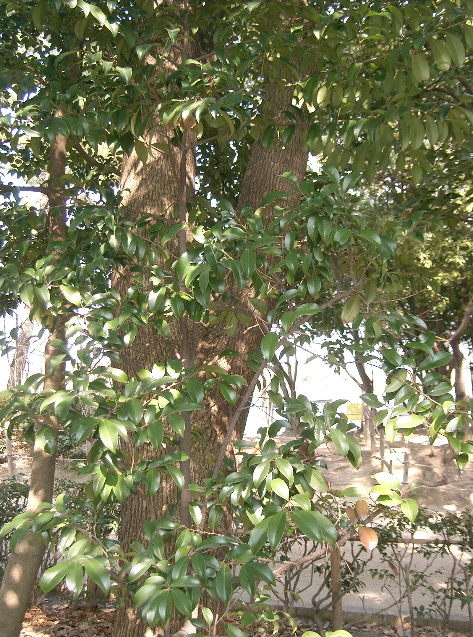 Japanese Cleyera (Ternstroemia Gymnanthera) — From late spring to early summer, image 47