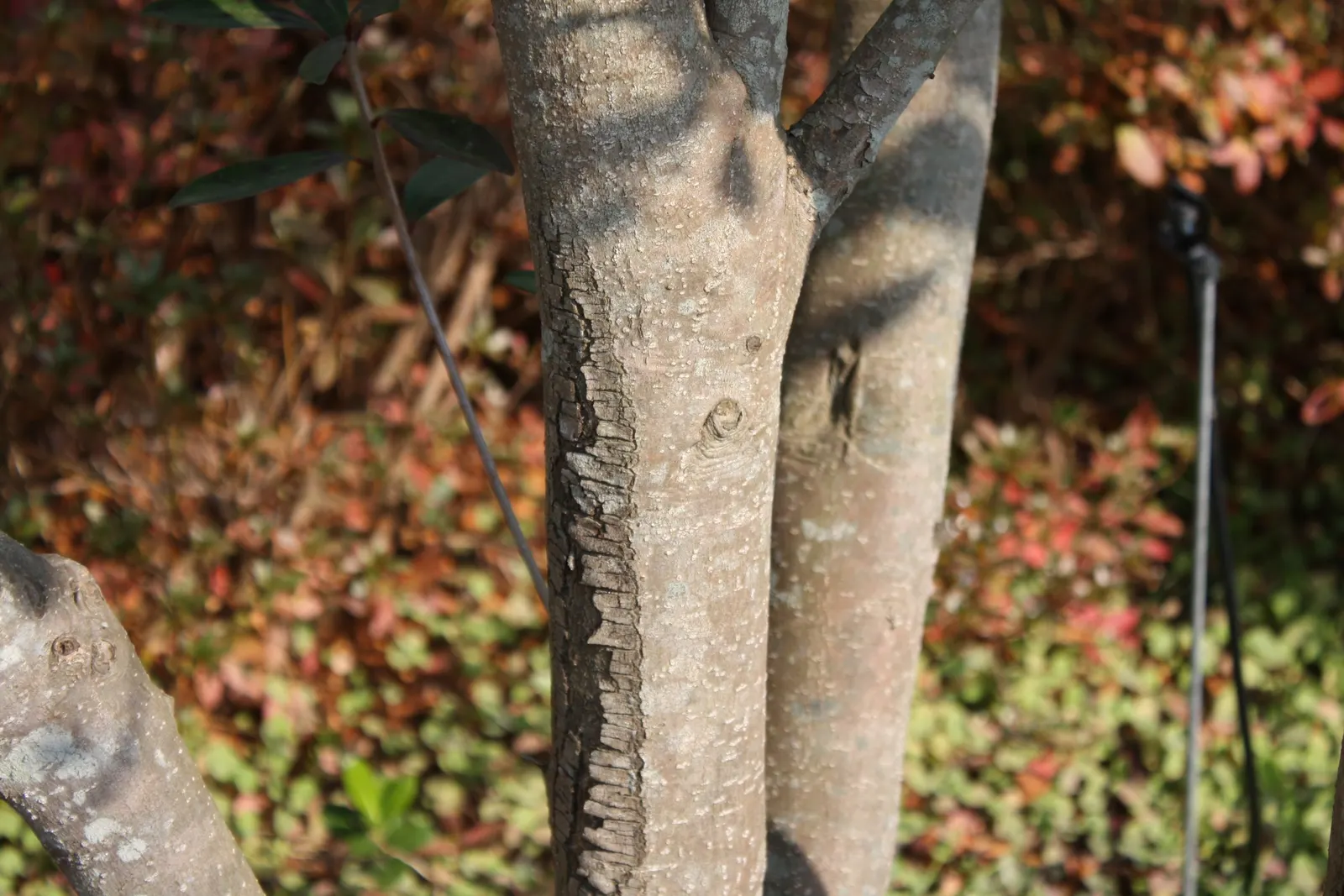 Japanese Cleyera (Ternstroemia Gymnanthera) — making it an excellent choice for hedges; supporting versatility in a broad range of landscape styles