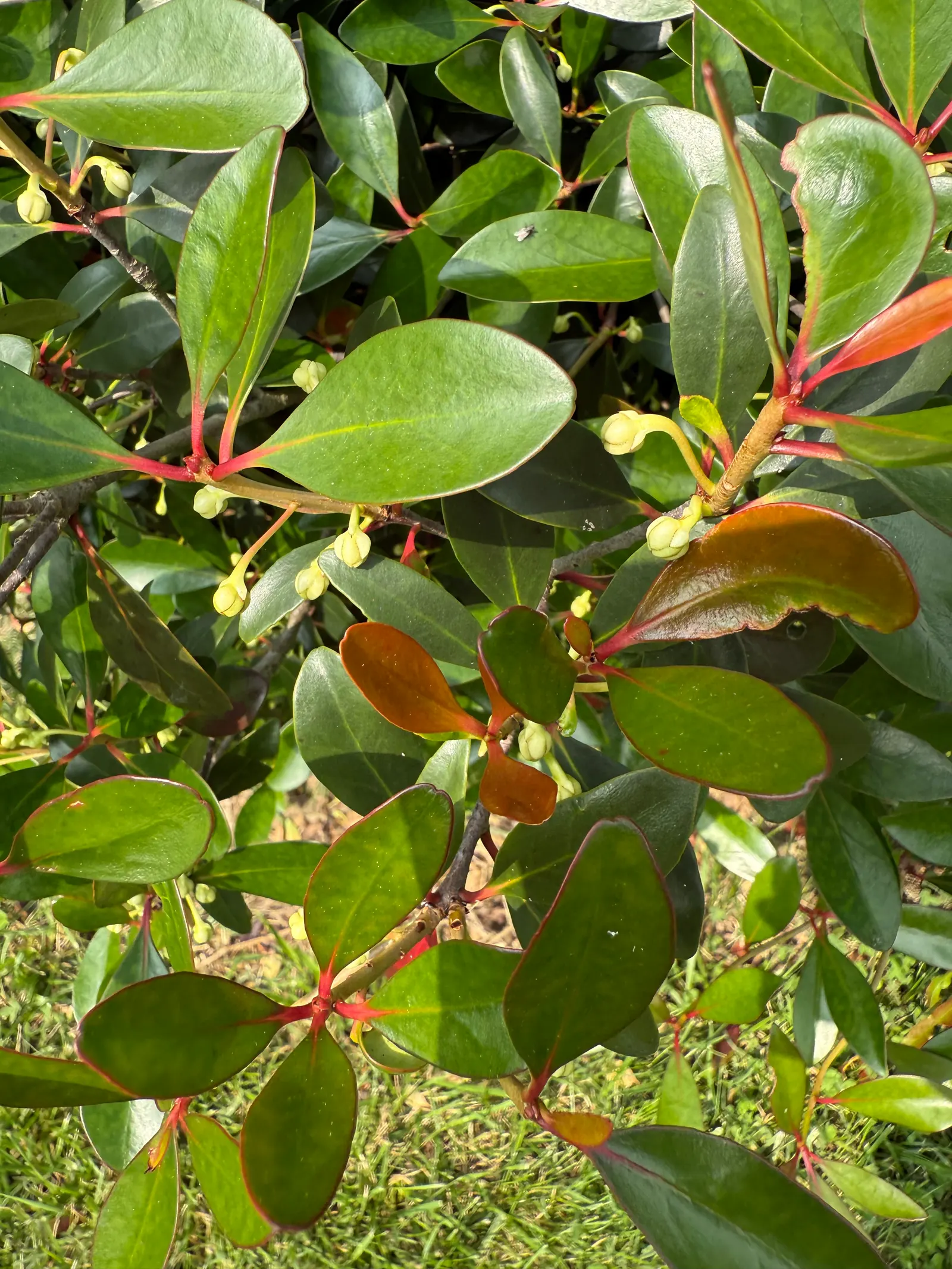 Japanese Cleyera (Ternstroemia Gymnanthera) — or as a privacy screen.<br><br>Its leaves display a rich green hue with reddish new growth; deep green leaves and