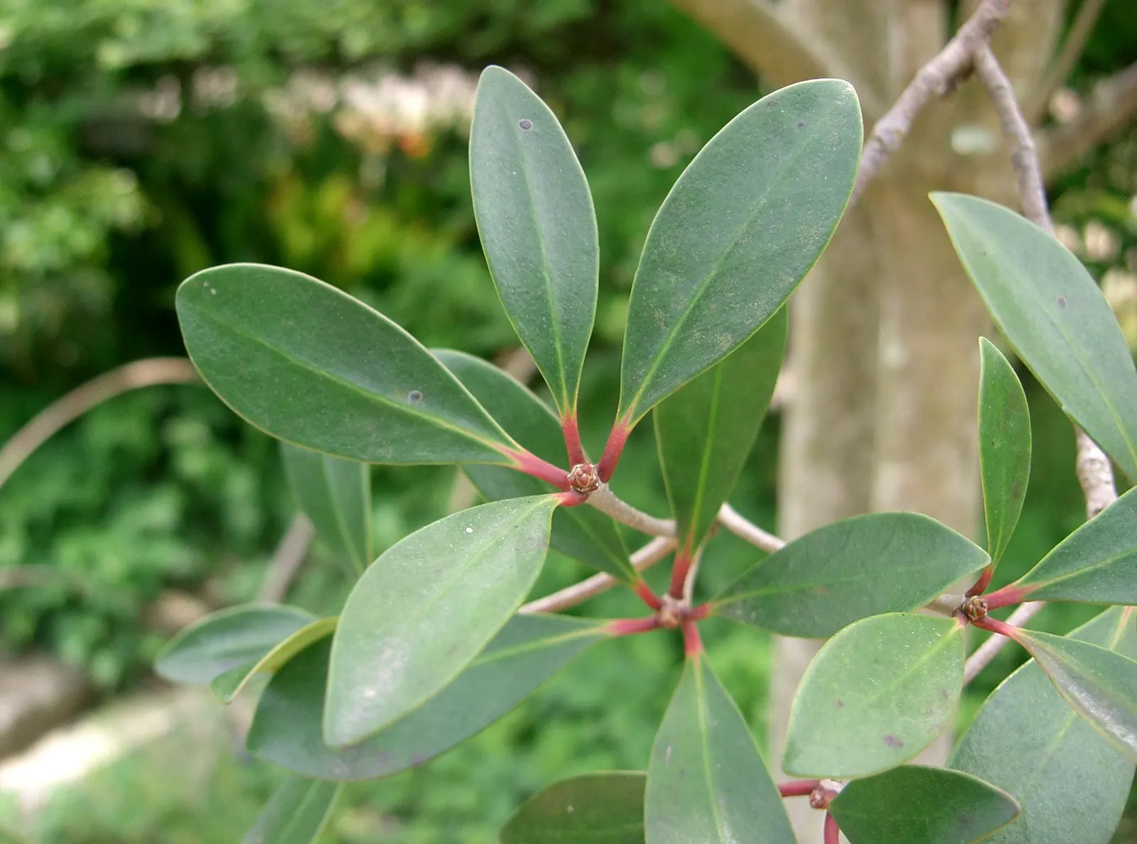 Japanese Cleyera (Ternstroemia Gymnanthera) — be sure to provide ample space for mature growth