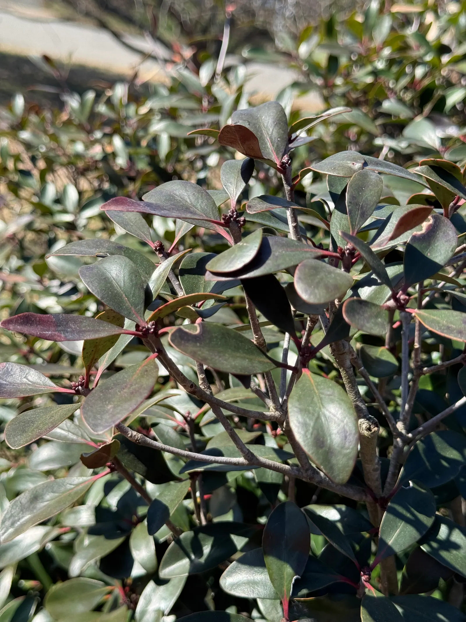 Japanese Cleyera (Ternstroemia Gymnanthera) — shrub for half or shade