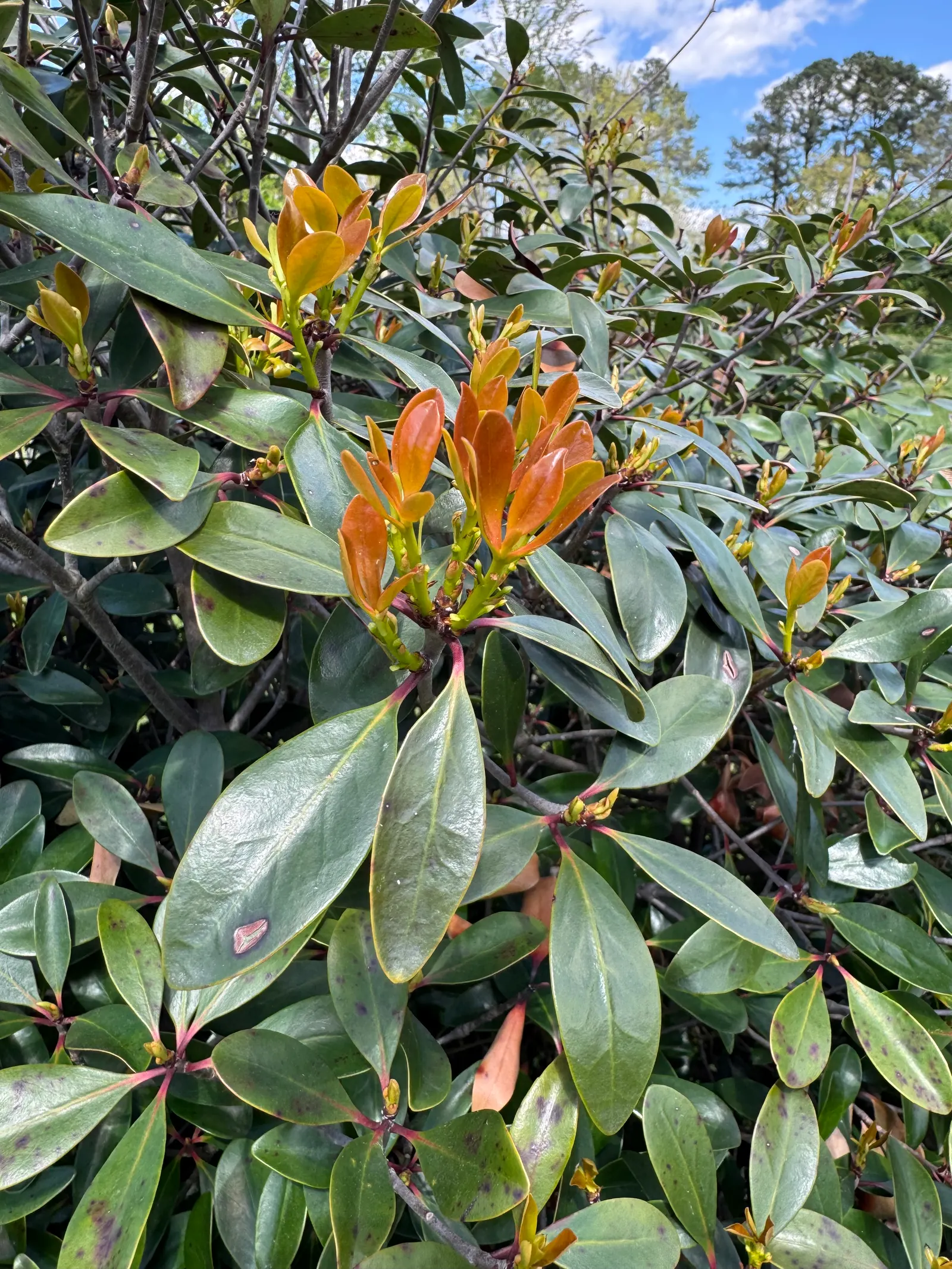 Japanese Cleyera (Ternstroemia Gymnanthera) — It reaches 8-10 feet in height with a 6-8 foot spread, perfect for hedges or specimen plantings; followed by