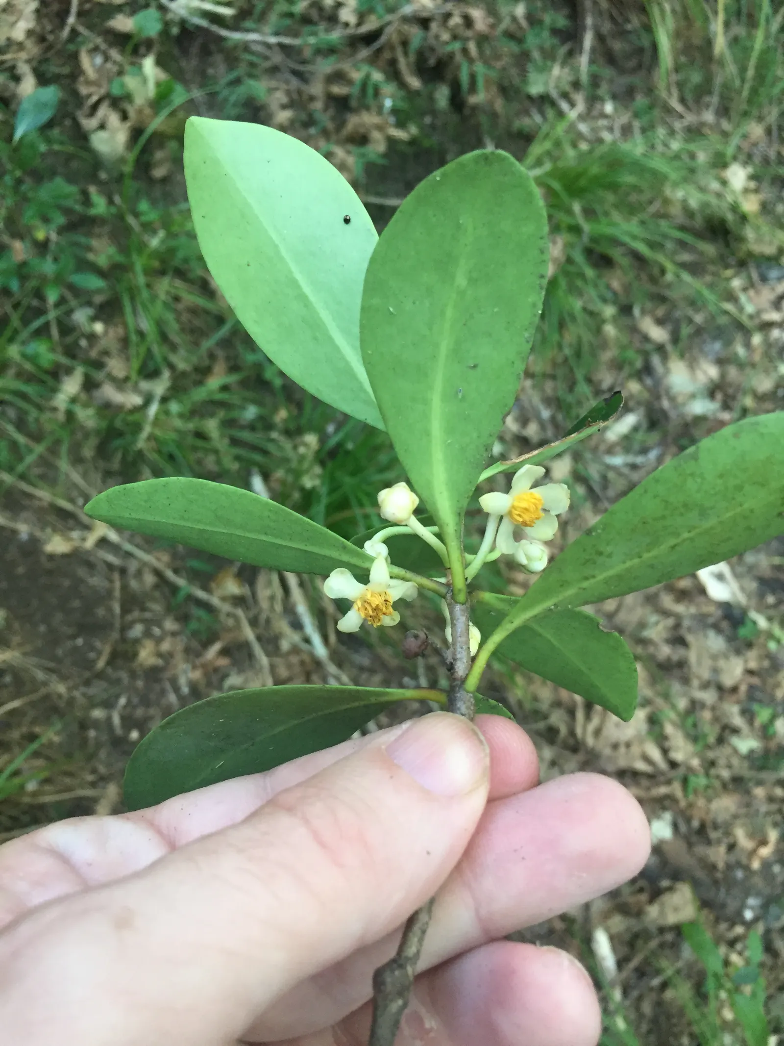 Japanese Cleyera (Ternstroemia Gymnanthera) — followed by inconspicuous blackberries enjoyed by wildlife; shrub with white blooms