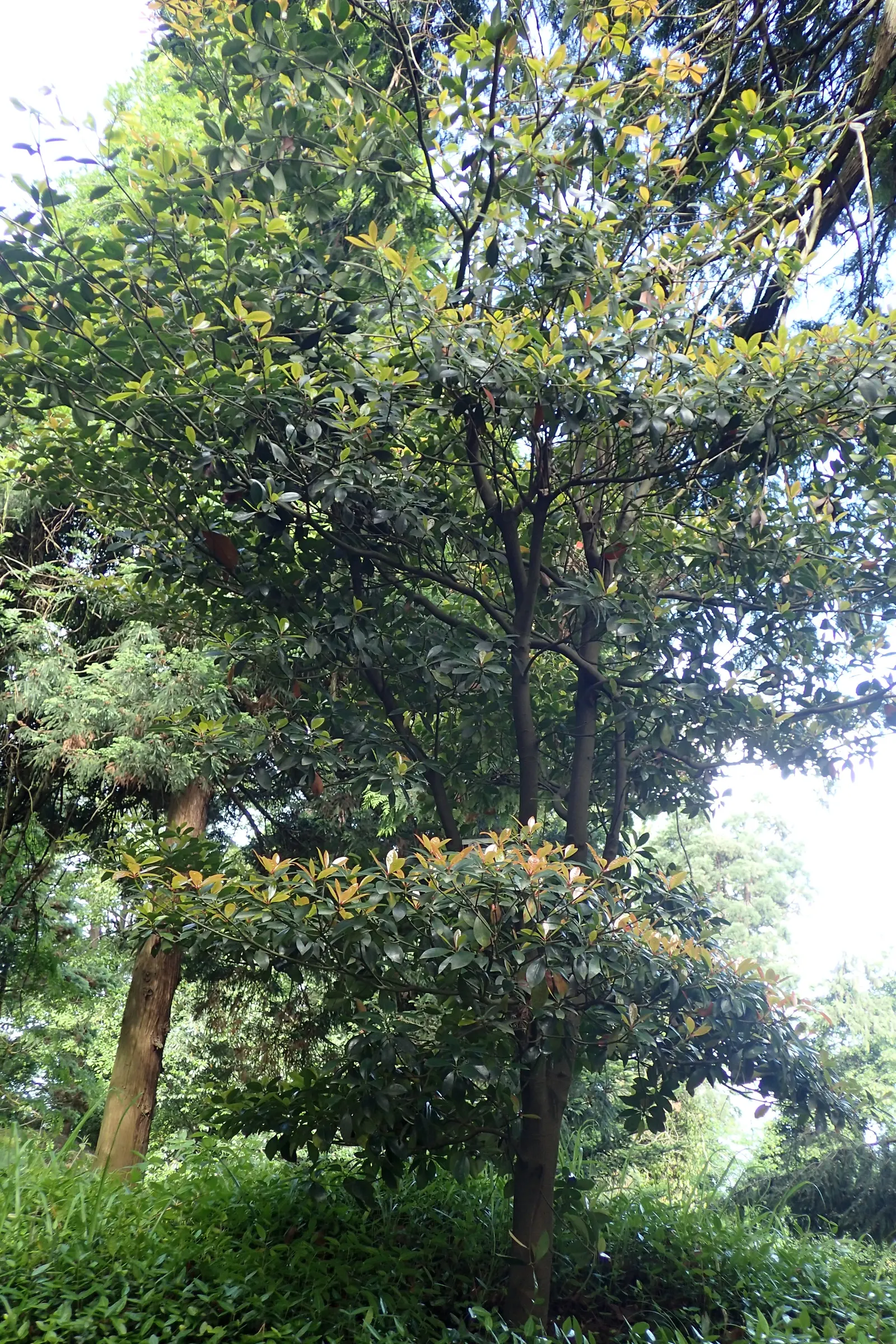 Japanese Cleyera (Ternstroemia Gymnanthera) — is a versatile and evergreen shrub
